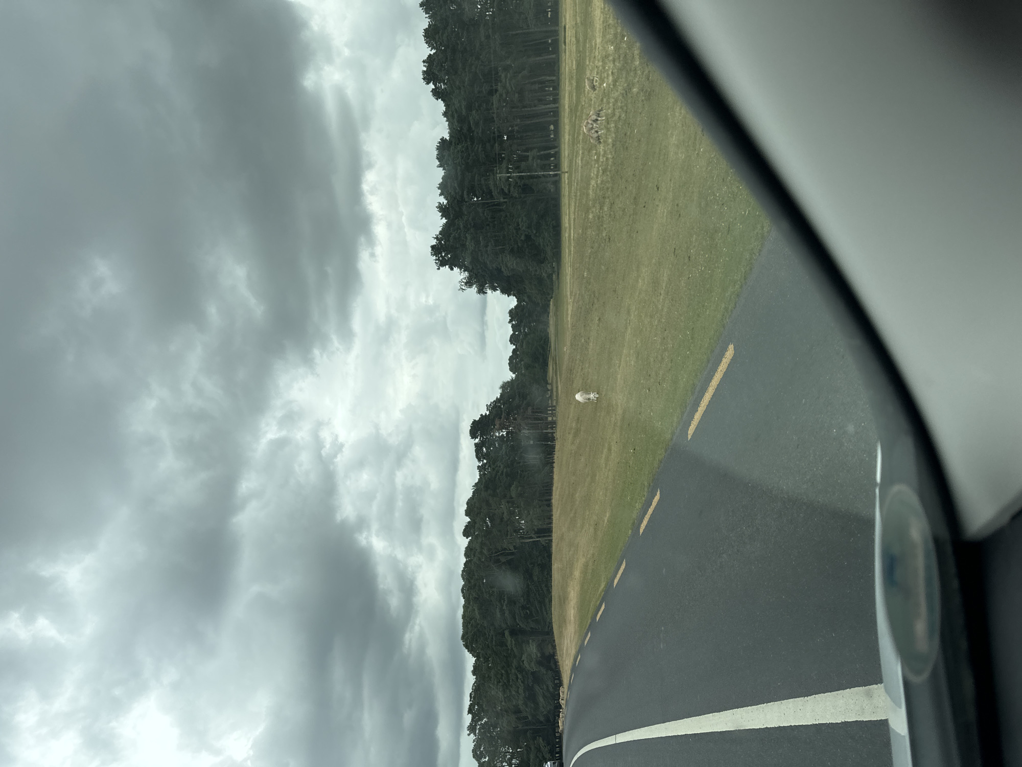 A wide-angle, low-angle shot shows a cloudy sky over a rural landscape. A paved road with a white line on the left and yellow dashed lines on the right curves into the distance on the left side of the frame. A grassy field with scattered trees and a thick forest beyond runs along the right side of the road. A white sheep stands in the field on the right, facing away from the camera. In the distance on the right, several other sheep are visible grazing in the field. The foreground is dominated by the car's windshield, with a blurry dashboard visible at the bottom.