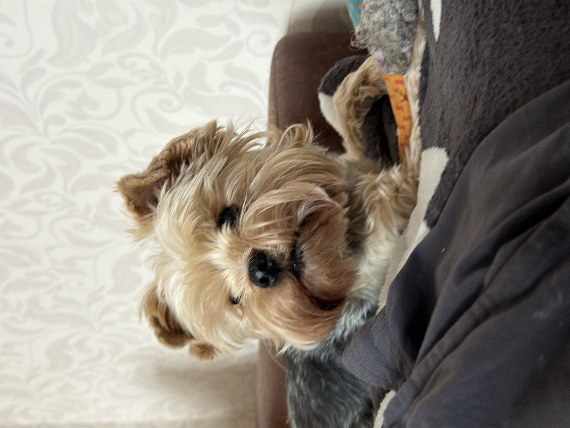 A close-up shot depicts a small, long-haired dog, possibly a Yorkshire Terrier, nestled among blankets and a brown chair. The dog has a light-colored coat with darker accents and black eyes and nose. The blankets appear to be made of soft, plush material, with a pattern visible on one. The background includes a wall with a subtle, decorative design. The scene lacks specific indicators to confirm its location within Krasnoyarsk, Russia. Therefore, the location is unconfirmed.