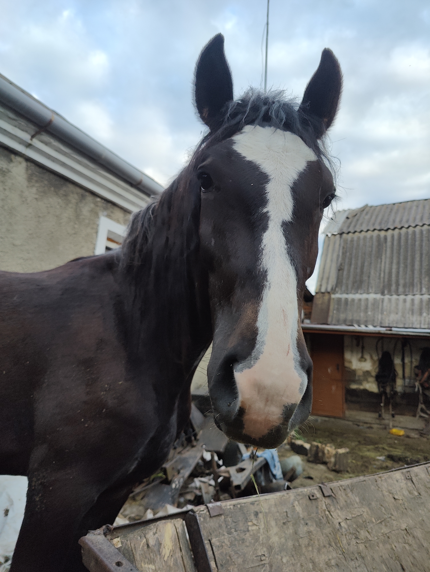 A close-up, low-angle shot captures a dark brown horse's head and upper body in the foreground, with a white blaze on its face and a white stripe down its nose. The horse's dark mane and ears are visible against a cloudy sky. In the background, a weathered building with a corrugated roof and a brown door is partially visible. Debris, including what appears to be wood and metal, is scattered on the ground in the middle ground, suggesting a potentially unkempt or rural environment. The image was taken in Yarmolyntsi, Ukraine.