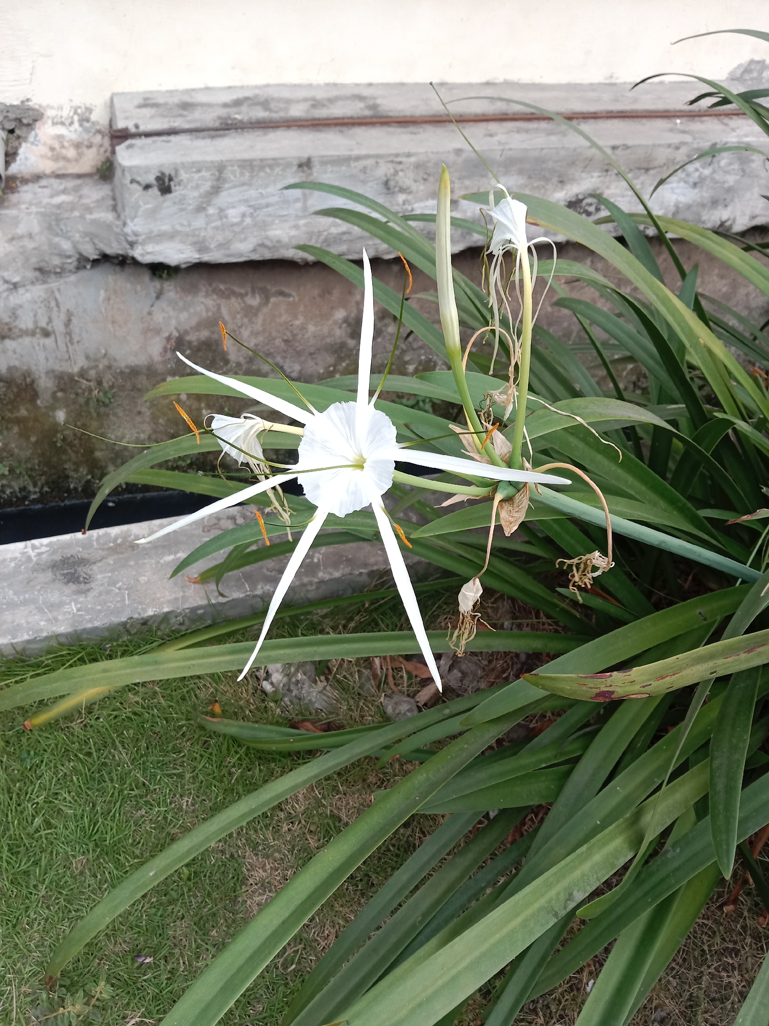 A white spider lily with long, delicate petals is in full bloom, its stamens tipped with orange. It is surrounded by lush green, sword-like leaves. In the background, a concrete structure, possibly a wall or a raised planter, meets a patch of green grass. The scene appears to be an outdoor setting, likely a garden or park in Ngingas, Indonesia.