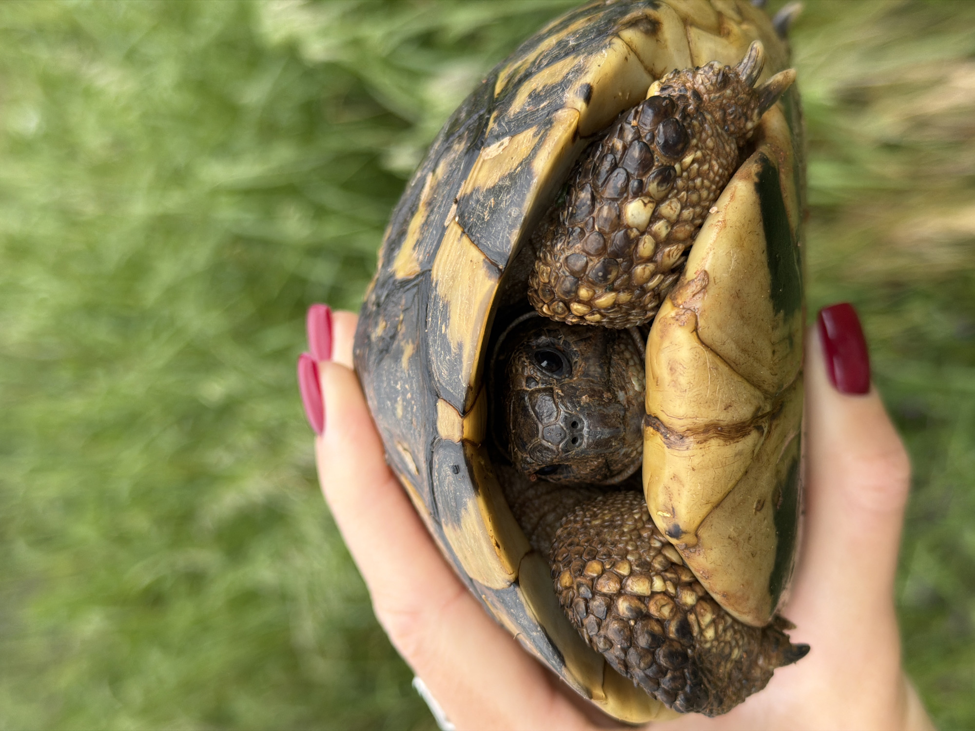 A person is holding a Hermann's tortoise in their hand. The tortoise has withdrawn into its shell, with its head visible. The person has red nail polish. The background is blurred green vegetation. The location is Budva, Montenegro.