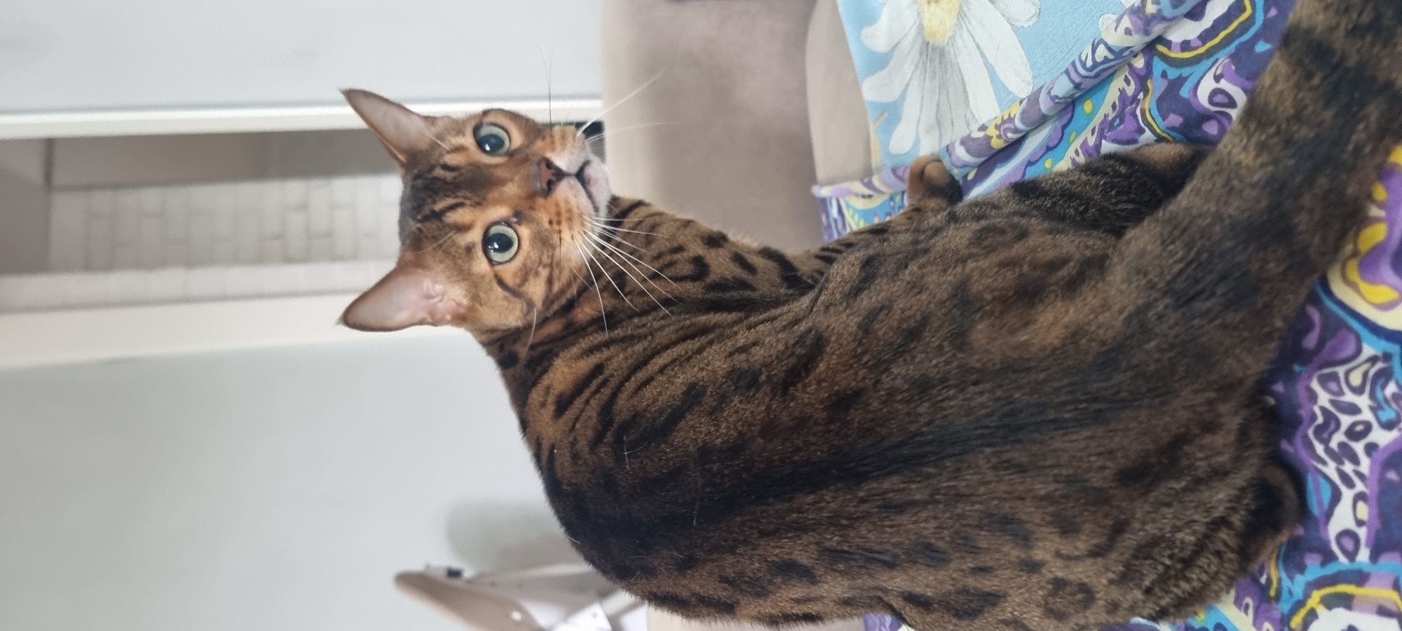An outdoor cat with brown and black markings is captured from the chest up, looking directly at the camera. The cat's fur is sleek and short. Its eyes are large and green with dark pupils. The cat's mouth is slightly open, revealing a pink tongue. The background is blurred and consists of what appears to be a room with white walls and furniture. The image is taken from a medium shot.