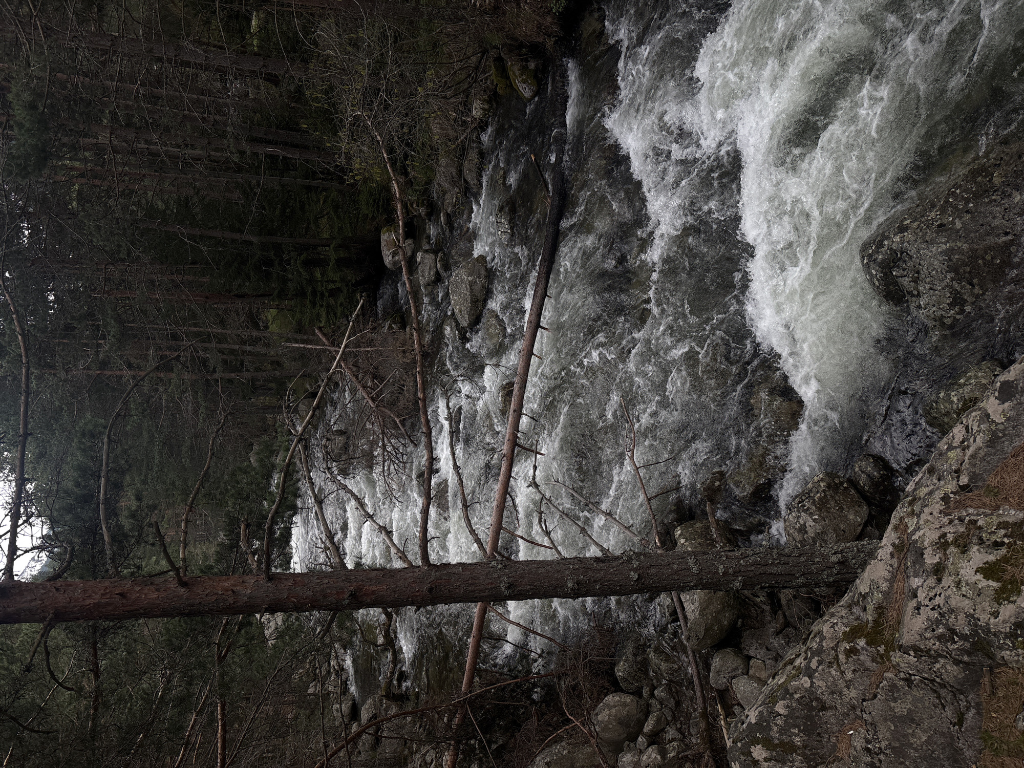 The image depicts a river flowing rapidly through a forest, likely located near Beli Iskar, Bulgaria. The river is characterized by turbulent, white water cascading over rocks. A fallen tree trunk lies across the river. The surrounding forest is dense with tall, bare trees. The sky is overcast, creating an overall subdued and dark atmosphere.