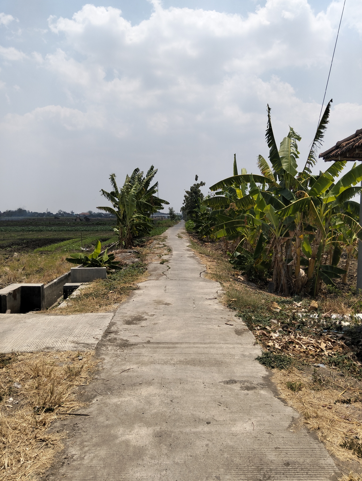 A straight, cracked concrete pathway runs through a rural area of Botosengon, Indonesia. The pathway is flanked on the right by a dense grove of banana trees with large, tattered leaves. Dry grass and debris are scattered along the edge of the path. On the left, a concrete drainage ditch runs alongside the path, with a patch of dry grass and some scattered debris near it. Beyond the ditch, a field of crops, appearing somewhat parched, stretches into the distance, with a few small buildings and trees visible on the horizon. The sky above is a pale blue with scattered white clouds. No people are present in the scene.