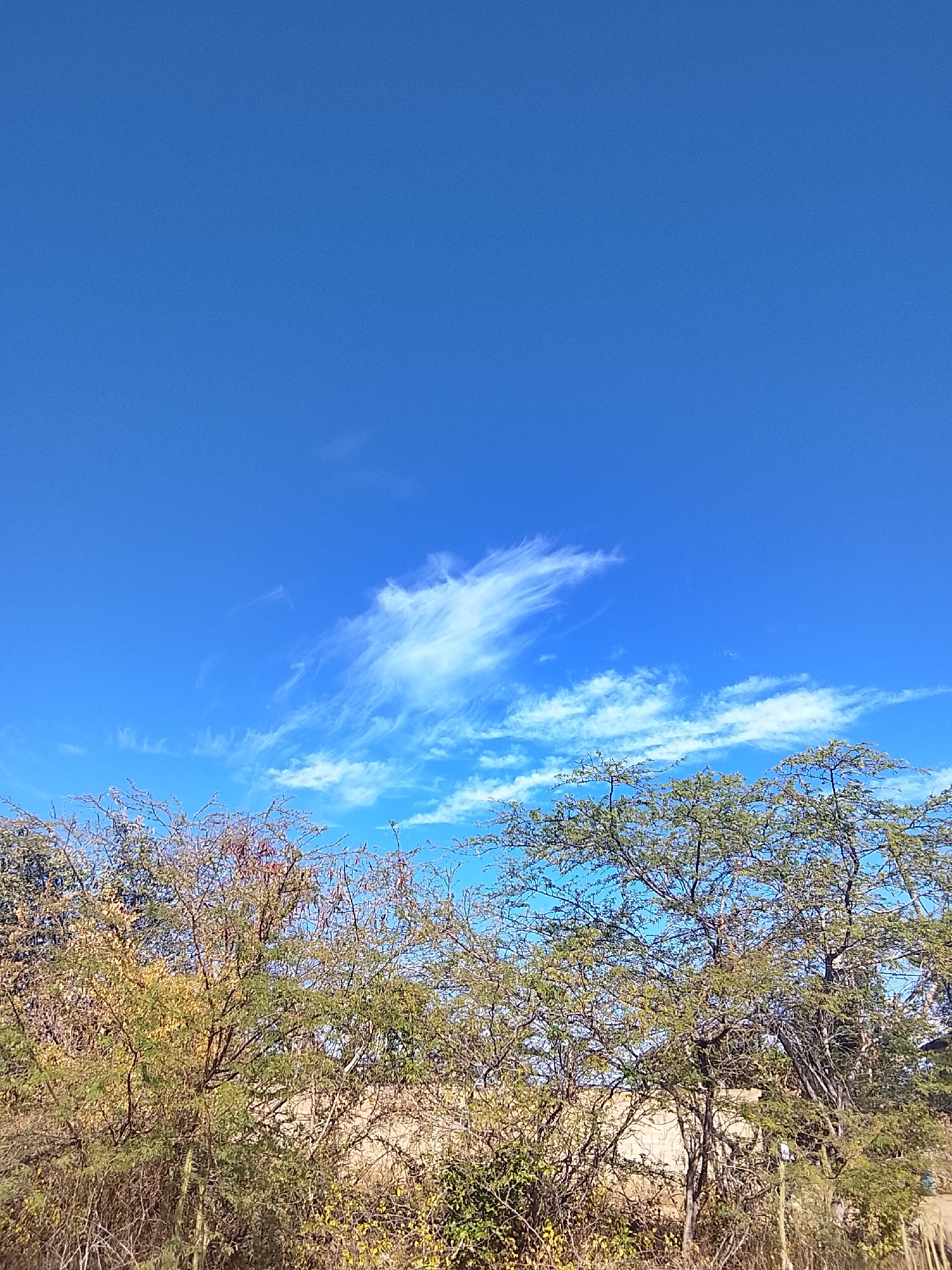 The image presents a vivid, clear blue sky in Altagracia, Venezuela, occupying a large portion of the frame. A wispy, elongated cloud formation is centrally positioned in the sky. In the lower portion of the image, there's vegetation, including trees and shrubs, with varying shades of green and hints of autumn colors. The foreground is a mix of foliage and thin branches, suggesting a natural, outdoor setting.