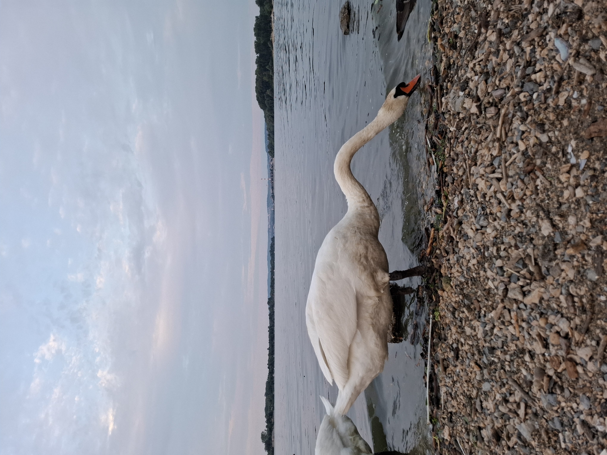 A white swan with a prominent orange and black beak is depicted in profile, bending its long neck down to the water's edge on the bank of the Danube River in Zemun Urban Municipality, Serbia. The swan is the primary subject, its white feathers contrasting with the muted tones of the environment. Its head is near the water, suggesting it is drinking or foraging. To the immediate left, the tail and lower body of a second white swan are partially visible, also at the water's edge. The foreground consists of a densely packed strip of dry pebbles, small stones, sticks, and organic debris, forming the shoreline. The midground features the calm, grey-blue water of the river, showing gentle ripples. In the background, a wide expanse of the Danube River stretches out. On the distant right bank, a heavily wooded island, consistent with Great War Island, is prominent. Further to the left across the water, a more developed shoreline with distant buildings and a tall, slender industrial structure featuring a red-and-white striped stack or chimney is visible amidst a line of trees. The sky is overcast with soft, diffuse light, characterized by light blue and grey clouds. No people are visible.
