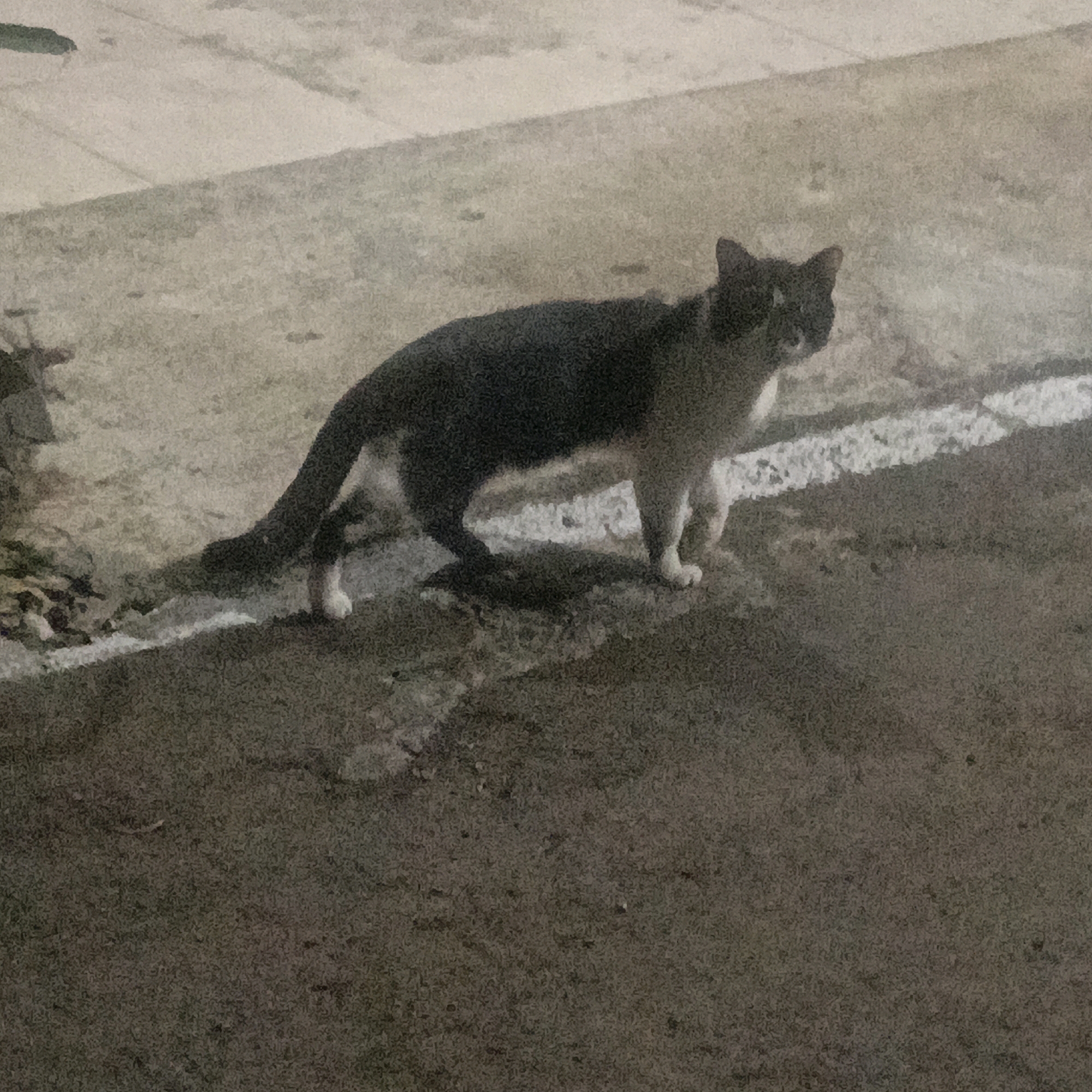 A black and white cat stands on a wet asphalt surface. The cat is facing slightly to the left, with its head turned towards the viewer. Its fur is primarily black with white markings on its chest, paws, and face. The background consists of a grey concrete surface and a white line marking the edge of the asphalt. The scene appears to be outdoors, possibly a street or sidewalk in Salatiga, Indonesia, given the lighting and wet conditions, suggesting it may have recently rained.