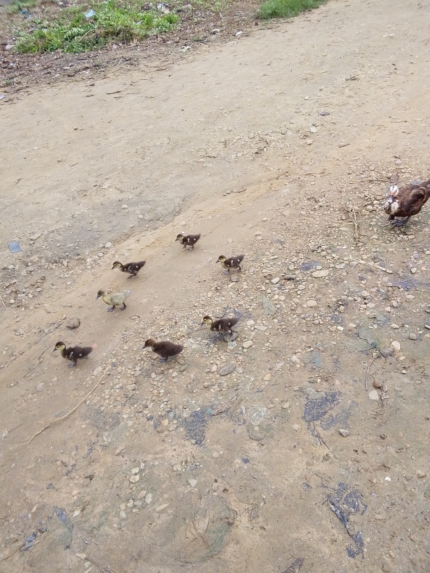 In Serti, Nigeria, a muscovy duck and seven ducklings are visible on a dirt path. The ducklings are of varying sizes and colors, with some being darker brown and others lighter and speckled. They are scattered across the path, with some closer to the adult duck and others further away, appearing to be walking or foraging. The environment is dry and dusty, with small stones and debris on the path. Vegetation is visible in the upper left corner of the image. The adult duck is dark brown with white markings on its face.