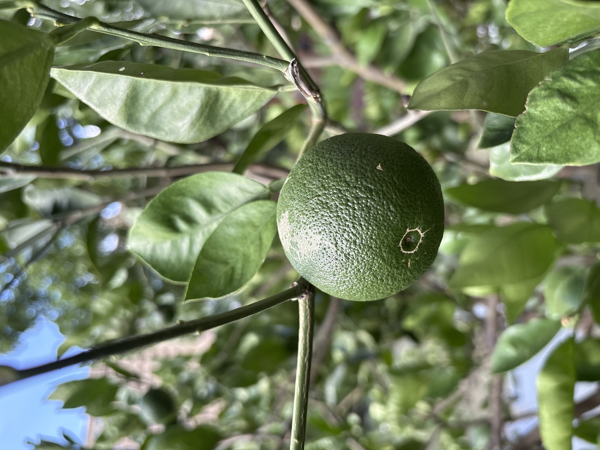 A close-up, vertical shot focuses on a single, unripe green citrus fruit hanging from a tree branch. The fruit is round with a textured rind and a small, circular mark with a light-colored center on its surface. It is surrounded by its green leaves and branches, with a blurred background of more foliage and a hint of blue sky. The image appears to be taken outdoors, likely in a garden or orchard, given the natural setting. The location is identified as Minhang District, China. There are no people or explicit actions depicted in the image.
