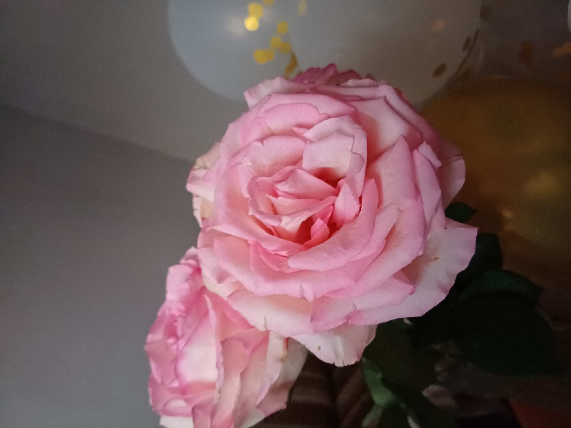 This is a close-up, eye-level, medium shot of two pink roses. The rose in the foreground, which is larger, is in full bloom with many layers of petals. The rose to the left, behind the larger one, is also pink and appears to be in bloom as well, though less prominently featured. The petals of both roses are a soft, delicate pink, with some lighter white edges. There are a few small brown spots visible on the petals of the foreground rose.
In the background, out of focus, are several balloons. One is a pale white color with scattered gold confetti. Another appears to be a solid gold or tan color. The background wall is a neutral gray, with a soft shadow cast on it, suggesting indoor lighting.
There is no visible text in the image. The overall mood is soft and possibly celebratory, given the presence of balloons and the beauty of the roses. The lighting is warm and intimate. No people or specific location cues are visible, and the time of day and weather are not discernible.