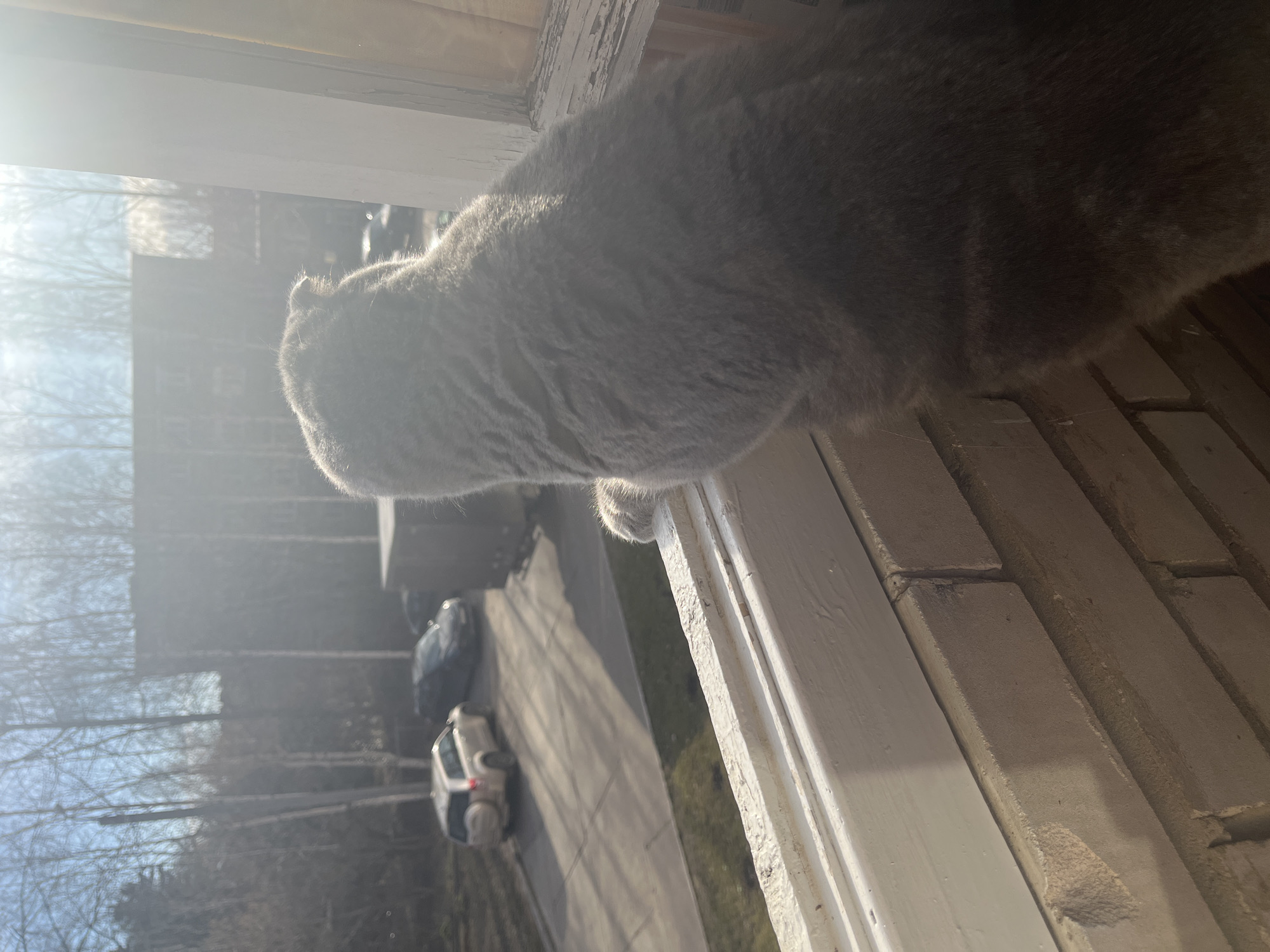 A gray, short-haired cat is positioned at a white-painted windowsill, looking out. Its head and upper body are visible, with one paw resting on the ledge. The cat's fur, especially on its back and head, is brightly illuminated by strong sunlight streaming in from outside, creating a significant lens flare and overexposure in parts of the image.
Beyond the window, an outdoor scene unfolds under a bright, sunny sky. Bare deciduous trees, indicative of late autumn, winter, or early spring, dominate the middle ground. In the foreground of the outdoor scene, two parked cars are visible: one dark-colored and one light-colored (possibly white or silver). These vehicles are on what appears to be a paved area or driveway, with a building's brick facade partially visible to the right, suggesting a residential or suburban setting. The bright sunlight casts long shadows from the cars and trees, implying it is either morning or late afternoon. The window frame itself shows signs of age, with chipped and peeling white paint. There is no visible text in the image. The overall impression is one of a cat observing the sunny, quiet outdoors from a cozy indoor vantage point in Chaikovsky, Russia.