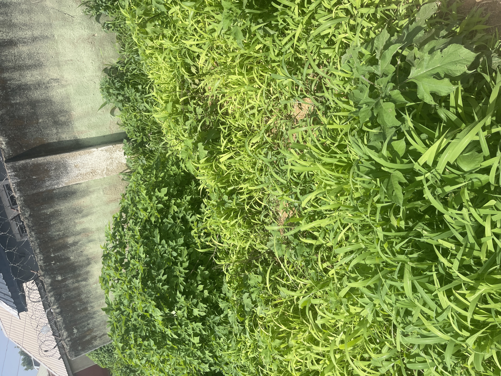 The image shows a patch of overgrown vegetation in a semi-urban environment, likely located in Rafin Par, Nigeria. A concrete wall, stained and weathered, runs along the top of the frame, topped with barbed wire, suggesting it's a boundary or security feature of a property. The vegetation is dense and varied, with tall grasses and broader-leafed plants dominating the foreground and midground. In the background, a portion of a building with a corrugated metal roof is visible above the wall. The overall impression is one of unchecked growth, with nature reclaiming the space. There are no people or animals present in the image, nor are any specific actions or interactions depicted.