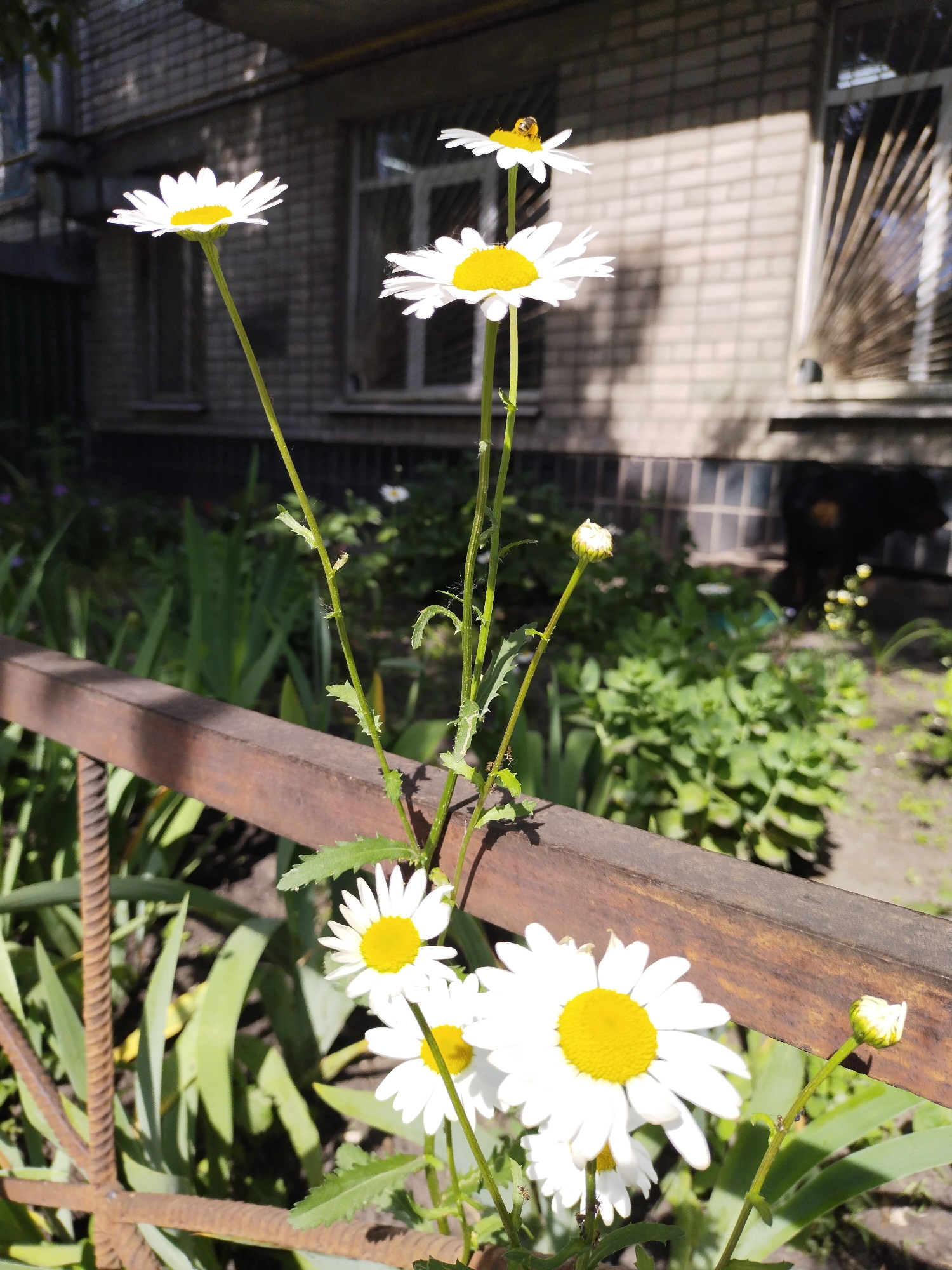 This close-up photograph features several white daisies with prominent yellow centers, bathed in bright daylight. The daisies are growing upwards, with their long green stems rising from behind and through a rusty, dark brown metal fence, which occupies the lower mid-section of the frame. One small, light-brown bee is visible foraging on the yellow center of a daisy located in the upper-central part of the image. Another daisy bud is seen on a thinner stem to the right.
The strong sunlight creates distinct shadows and highlights the petals of the flowers, suggesting a clear, possibly midday sky. In the background, a lush green garden area with various plants and foliage is visible. Behind the greenery, a light-colored brick building with several windows is present. The windows show reflections and some appear to have vertical bars or grates, indicating an urban or suburban setting. Shadows are cast onto the brick wall, adding texture.
The image captures a serene moment of nature thriving in an developed environment, located in Horishni Plavni, Ukraine. No visible text is present.