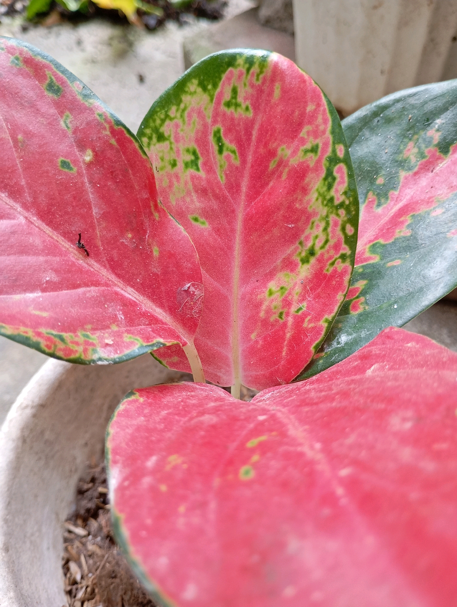 An extreme close-up photograph captures the vibrant red and green variegated leaves of a houseplant, likely an Aglaonema variety, potted in a textured, light-colored pot. The focus is sharpest on the central leaf, revealing a delicate network of veins and speckles of lighter green against the dominant red. The leaf surface appears slightly dusty. A tiny black insect, possibly an ant, is visible on the left side of the central leaf. In the upper left background, out-of-focus elements suggest an outdoor environment, possibly a garden or patio, with hints of soil and other greenery. The overall impression is a still-life study of a colorful tropical plant. The image is undated and contains no explicit geographical markers, making it impossible to determine its location within Balikpapan, Indonesia.