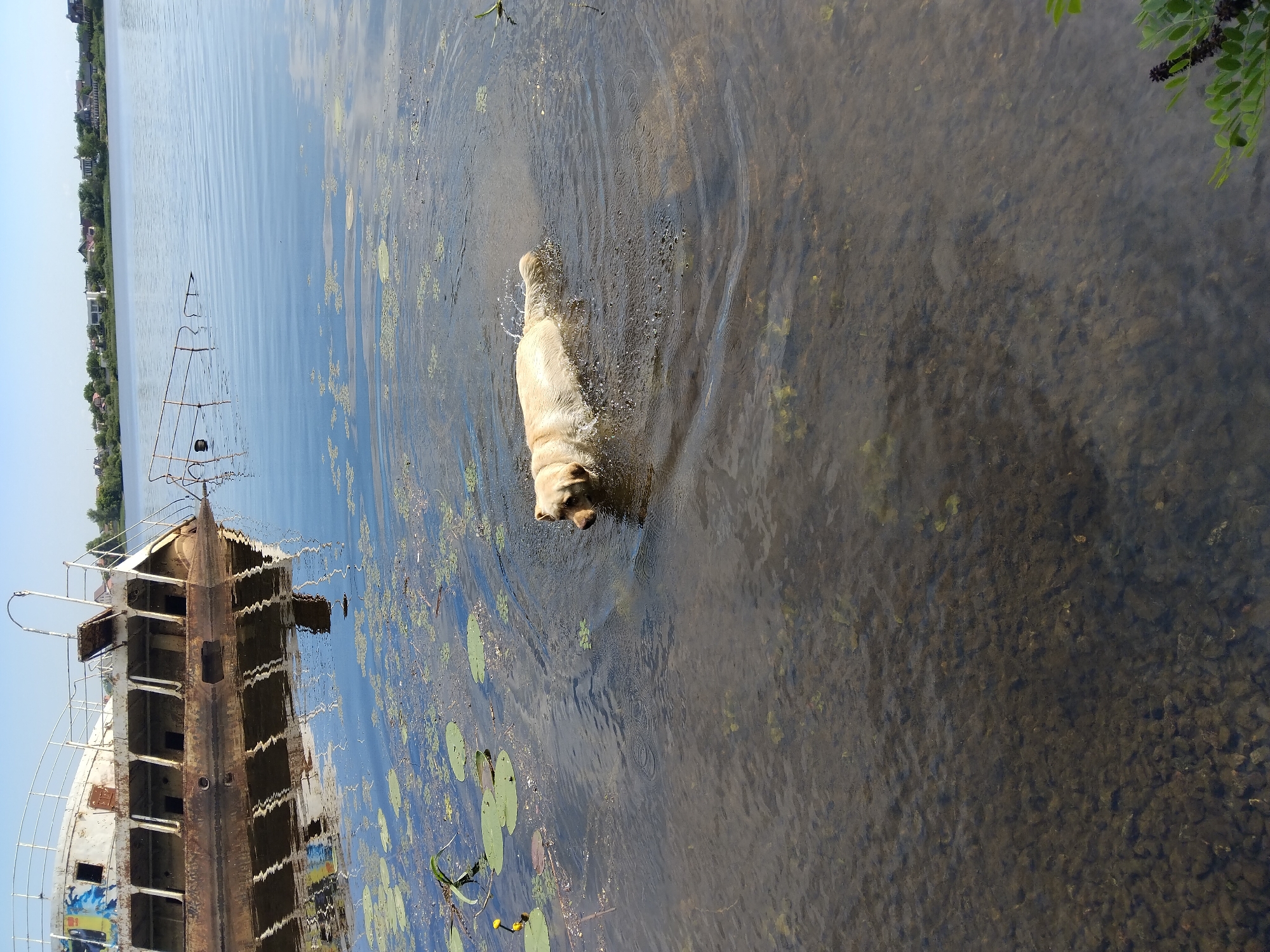 A golden retriever swims in the shallow waters of the Dnipro River, near an abandoned, partially submerged vessel. The dog is positioned in the center-right of the frame, its body partially submerged and creating ripples. The water is clear enough to reveal the gravelly riverbed below. To the left, a large, rusted ship, possibly a former passenger ferry, lists heavily in the water, its hull covered in peeling paint and graffiti. A thin railing extends from the ship into the water on the right side. In the background, a tree-lined shore with houses suggests an urban or suburban setting. The sky is clear and blue, indicating a sunny day. The scene appears to be on the outskirts of Kyiv, Ukraine, given the presence of the Dnipro River and the architectural style of the distant houses.