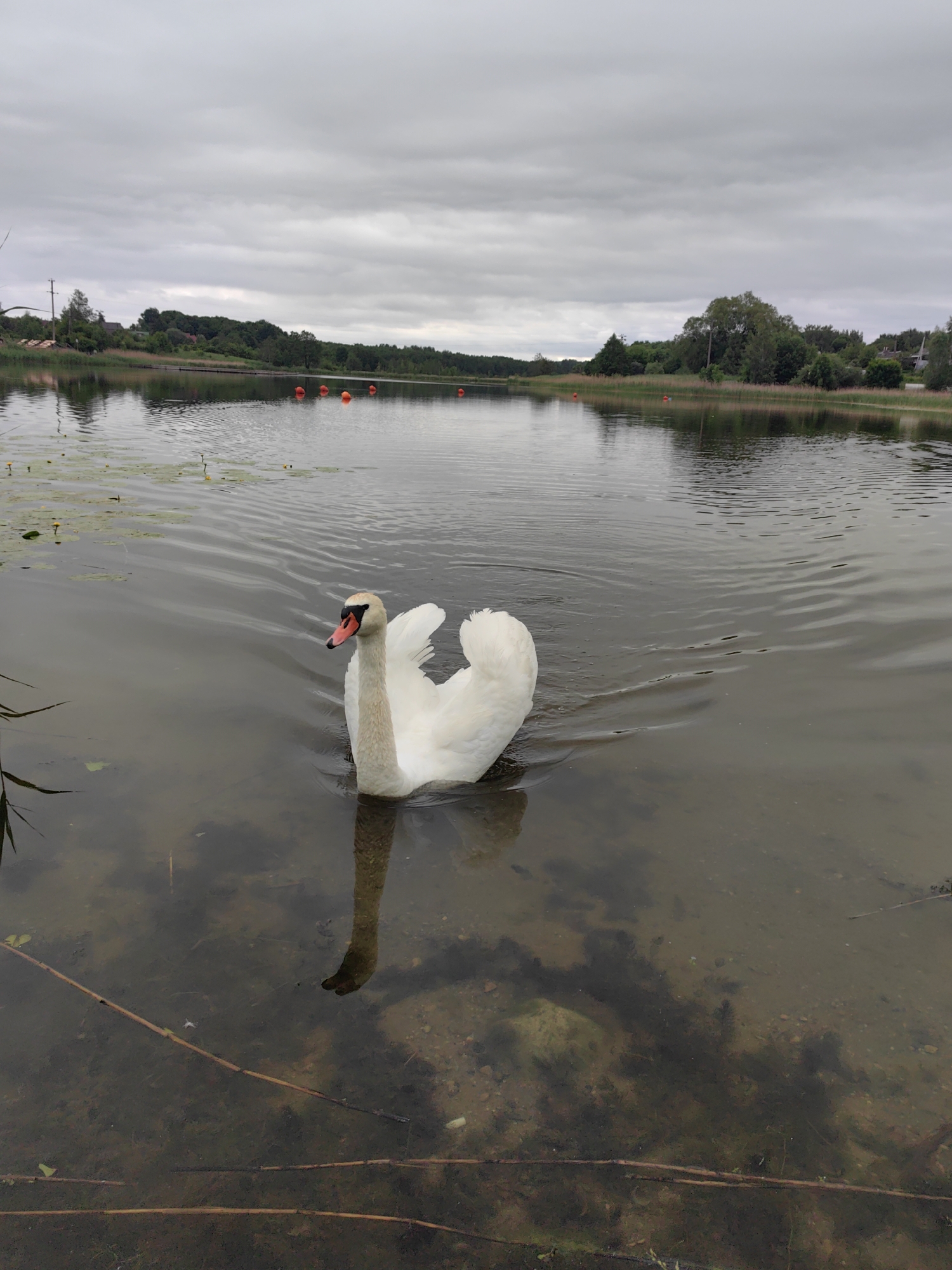 A white swan swims in a lake under an overcast sky. The swan is in the foreground, facing right, with its head turned to look at the camera. Its feathers are ruffled and it is creating ripples in the water. In the background, the lake extends to a tree-lined shore with a few houses visible. There are orange buoys scattered across the water's surface. The water is murky and you can see the lakebed in some areas. There are also lily pads and reeds in the water.