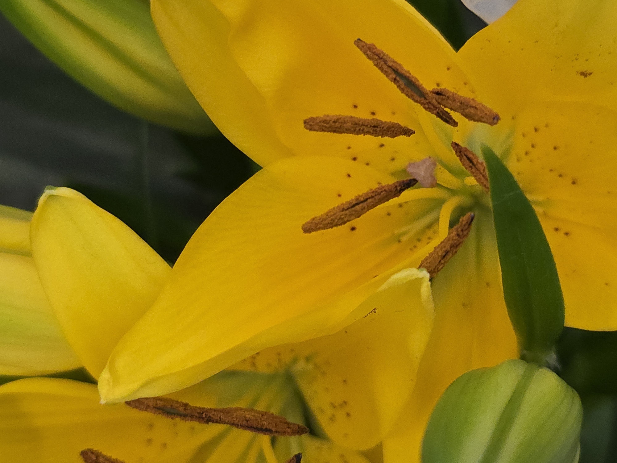 The image depicts a close-up of yellow lilies. The lilies are in full bloom, revealing prominent stamens with brown pollen. The petals are smooth and vibrant yellow, with some having small dark brown spots. Green buds and leaves surround the flowers. The image composition focuses on the textures and details of the lilies.