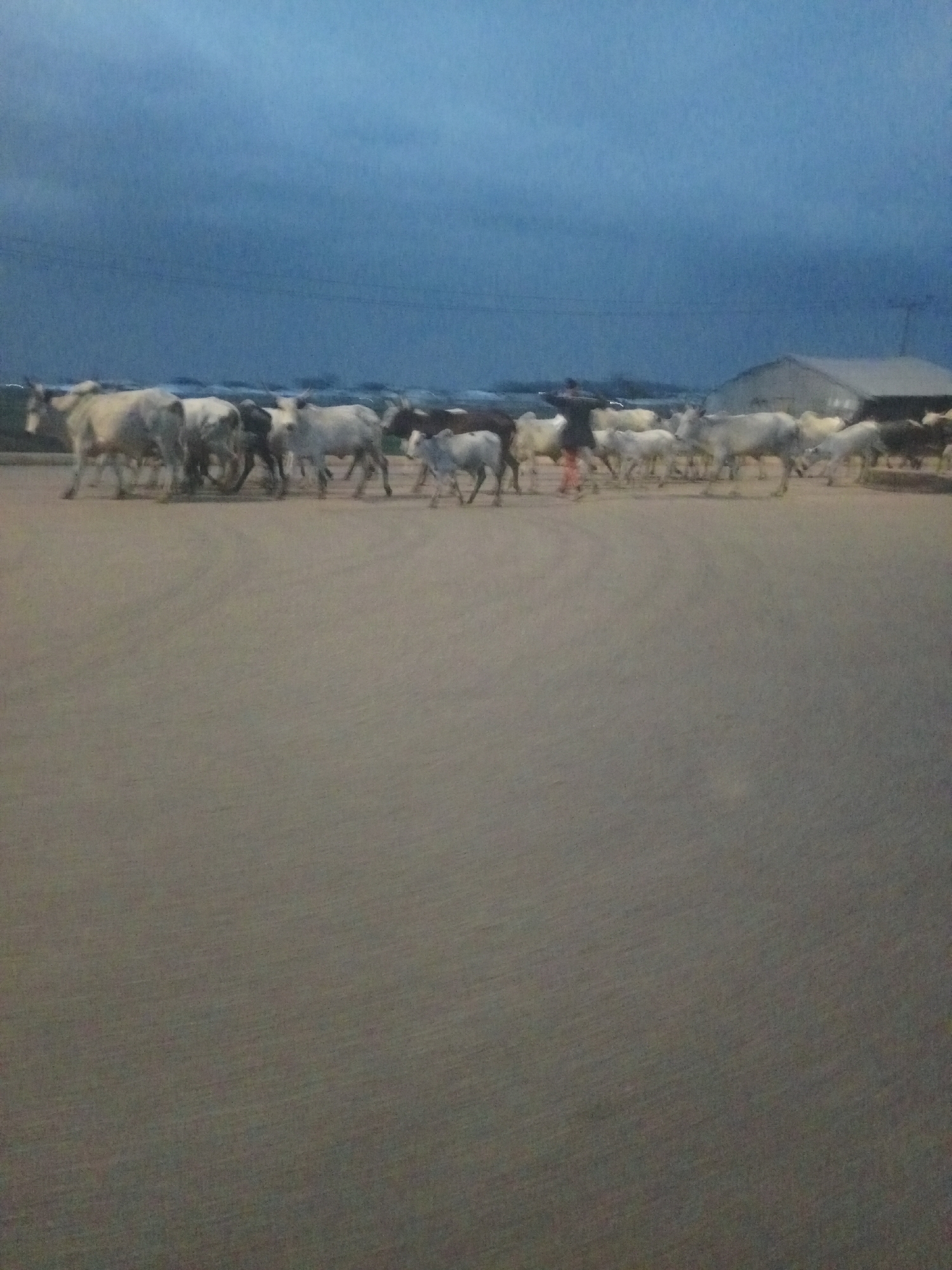 The image depicts a herd of cattle moving across a dusty, paved surface. The sky above is overcast with a dark blue hue. In the background, a simple, light-colored building with a pitched roof is visible. A person, appearing to be a herdsman, is partially obscured amongst the cattle. The cattle themselves are varied in color, with many appearing white or light brown. The scene suggests a rural or semi-rural setting, possibly on the outskirts of the city of Bukuru, Nigeria, where such livestock movement is common. The lighting indicates it is either early morning or late evening.