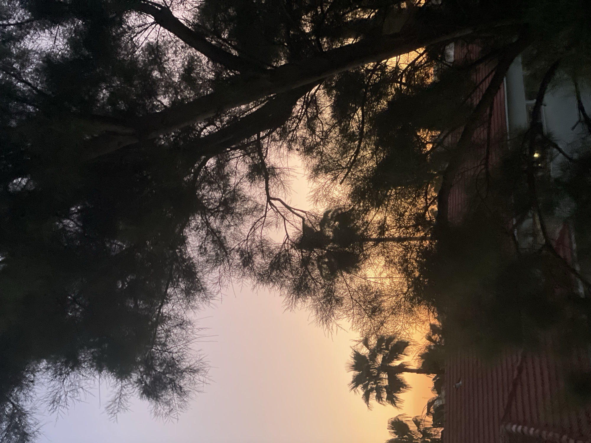 The image displays an outdoor twilight scene over a residential area in Raanana, Israel. The sky exhibits a gradient from pale lavender and pink in the upper left quadrant, transitioning to vibrant orange and yellow hues along the horizon line. Dense tree foliage, appearing in dark silhouette, occupies the majority of the foreground and midground, with a prominent multi-branched tree dominating the right side of the frame. Several palm trees are silhouetted against the brighter sky on the left. Below the horizon and partially obscured by trees, multiple red-tiled rooftops of residential buildings are visible, along with a partial white structure on the far right. No individuals, explicit actions, or interactions are present. The lighting conditions create strong backlighting and pronounced silhouettes of the vegetation and structures.