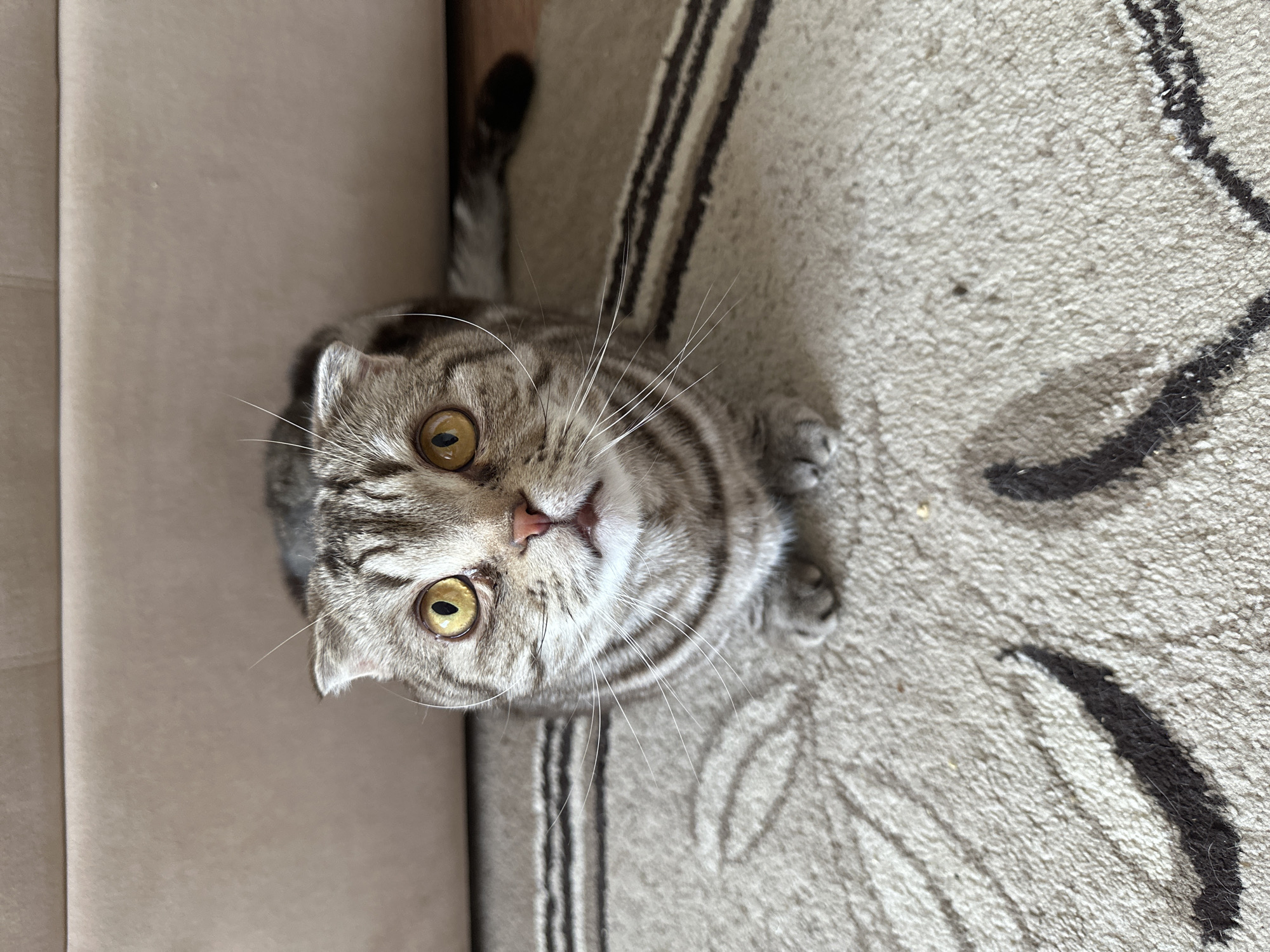 A close-up, top-down shot shows a gray and brown tabby cat with yellow eyes. The cat is positioned between a beige sofa and a beige carpet with a dark brown and black floral pattern. The cat's tail extends towards the top left of the frame, and its head is angled upwards, facing the camera. Its paws are resting on the carpet. The location is Unknown, Unknown.