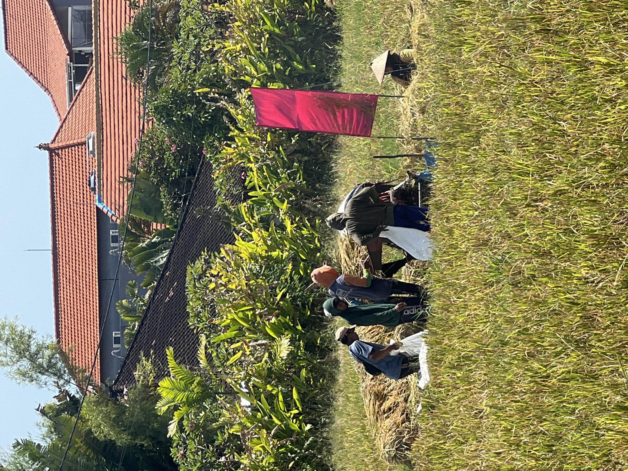 The image shows a group of people working in a rice field. A large red flag is erected in the middle of the field. Workers are bent over, presumably harvesting rice, with buildings visible in the background, possibly identifying the location as the North Kuta area of Bali, Indonesia. The scene depicts agricultural labor and a rural setting in proximity to residential structures.