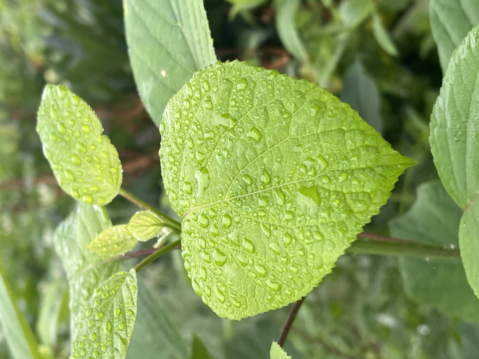 The image depicts a close-up view of bright green leaves covered in water droplets, suggesting recent rain. The leaves are textured with visible veins. In the background, other green foliage is blurred, creating a shallow depth of field. The lighting suggests an overcast or shaded environment. No people or specific man-made structures are visible. The location in Panteleevka, Russia, is not visually identifiable from the image content.
