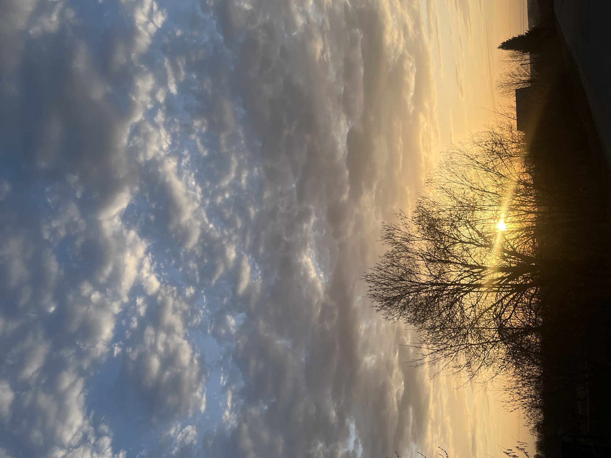 The image shows a sunset in Раздолье, Russia. The sky is filled with clouds ranging in color from blue to grey to yellow, reflecting the setting sun. The sun is positioned low on the horizon, partially obscured by a bare tree in the foreground. The trees and the horizon have a dark outline.