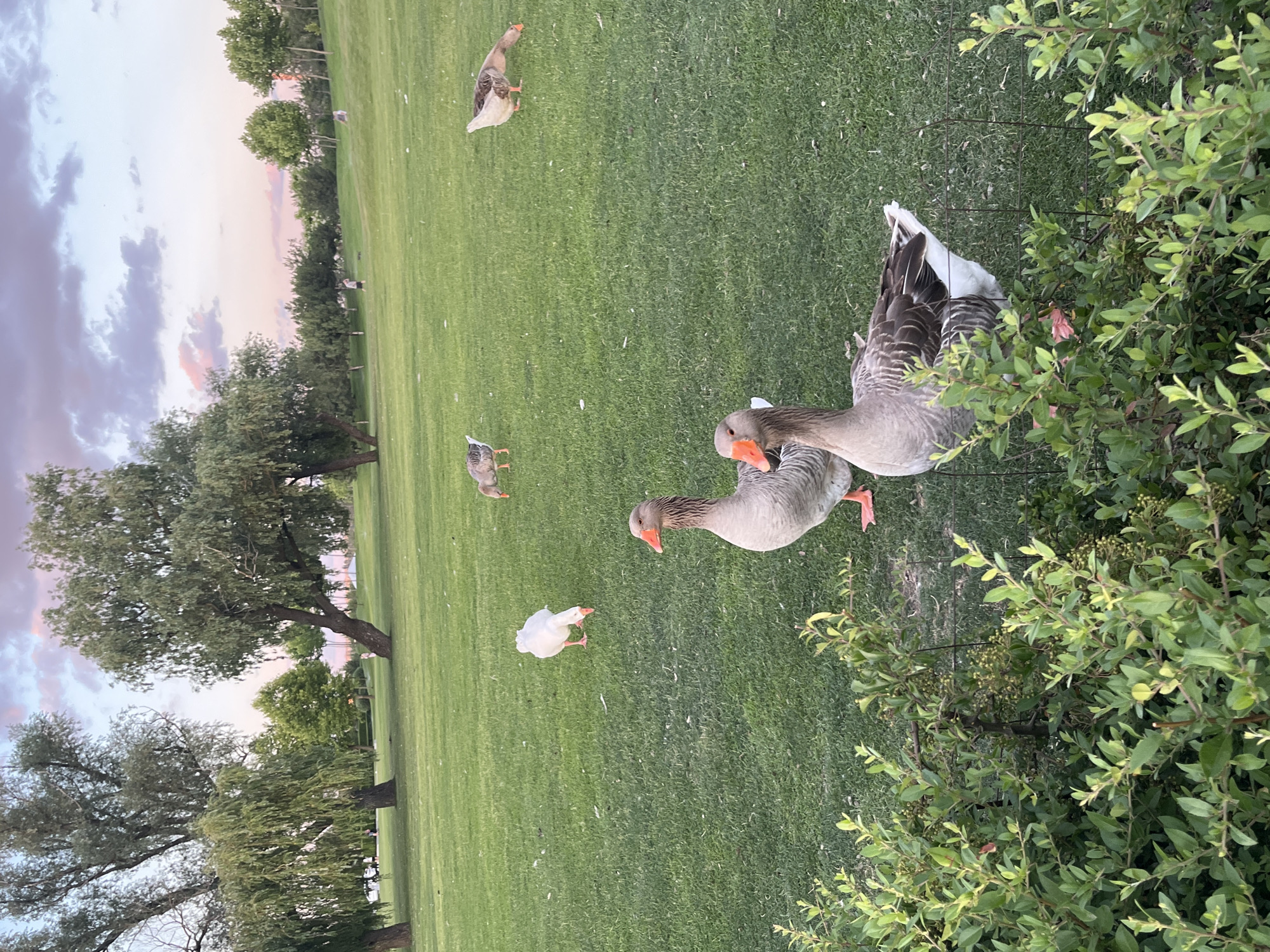 The image depicts a park scene in Dnipro, Ukraine, at dusk. In the foreground, a dense green bush with small berries is visible. Behind the bush, on a manicured green lawn, are several geese. Two large grey geese with orange beaks are prominent in the center foreground, facing towards the right. Further back, a white goose stands facing left, and two other geese, one grey and white and another primarily grey, are grazing on the grass. In the background, several large trees with drooping branches cast shadows on the lawn, and a line of smaller trees forms a backdrop. The sky above is a soft blend of pink, purple, and pale blue, suggesting the sun is setting. A few distant figures are visible on the lawn, and a hint of a fence can be seen in the lower right portion of the image.