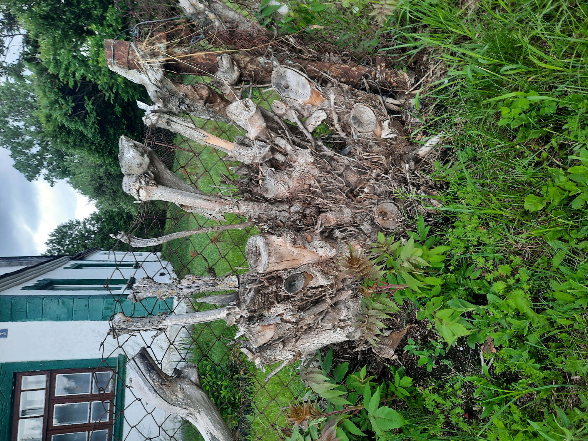 The image depicts an outdoor scene in the village of Parechcha, Belarus, focusing on a weathered tree stump and fence. The stump, located in the foreground, is a complex, multi-trunked structure of dry, grey wood with visible cross-sections and protruding branches, some of which are sharpened and appear to be part of a makeshift fence. The stump is surrounded by lush green grass and some young plants with reddish stems and compound leaves.
Behind the stump and in front of it, a wire mesh fence runs horizontally across the image. Through the fence, a white building with green trim and dark-framed windows is visible, suggesting it is a residential structure. Trees and foliage form a dense green backdrop to the building and extend to the right of the frame. The sky above is overcast with grey clouds. The overall impression is one of a rural or semi-rural setting, possibly a yard or garden area, with evidence of decay and natural regrowth. There are no people or animals present in the image.