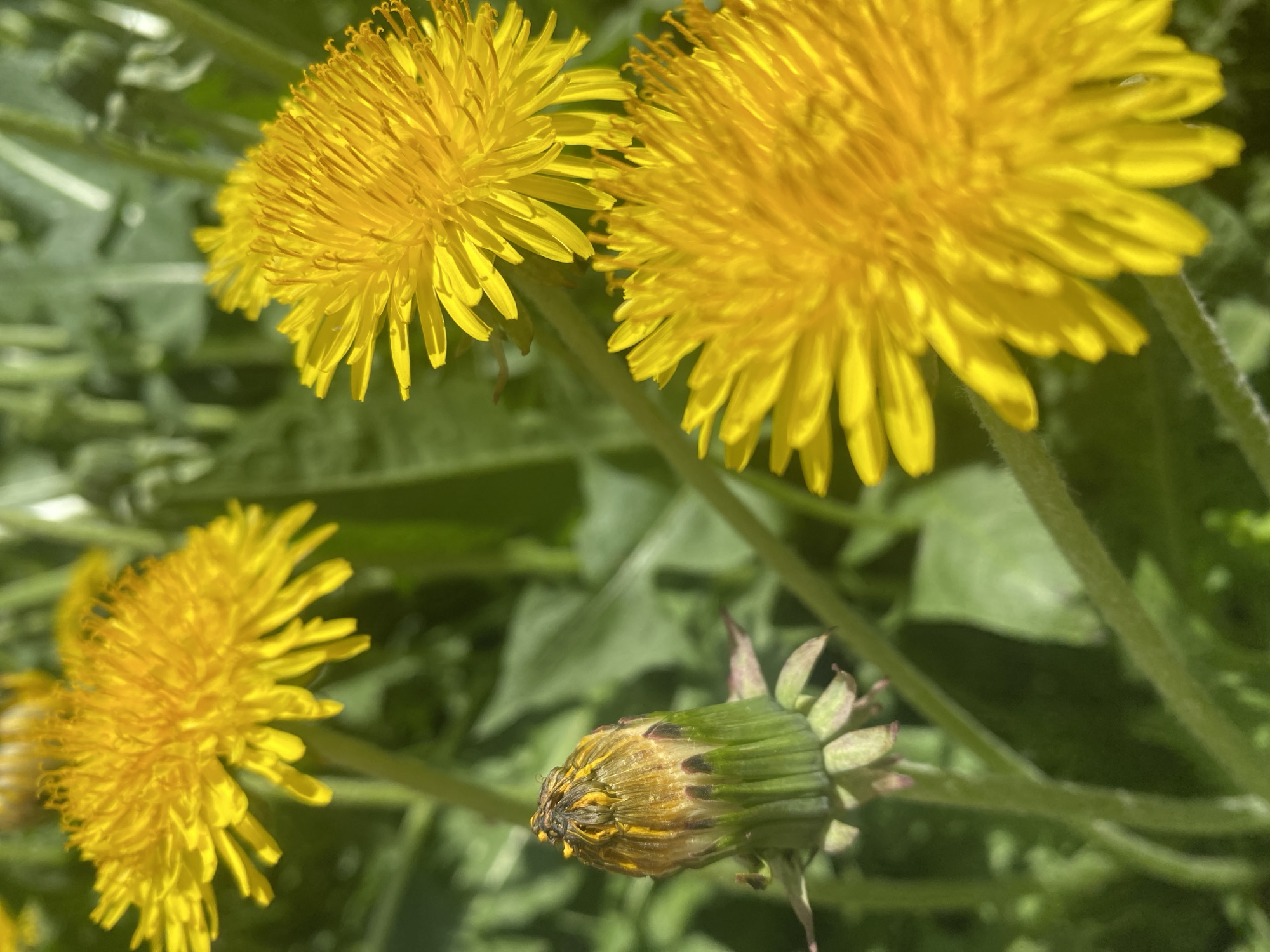 The image depicts a close-up view of dandelions. Two fully bloomed dandelions with bright yellow petals are prominently visible at the top of the frame. To the left and slightly lower, there is another dandelion in full bloom, although partially obscured. In the lower right corner, there is a dandelion bud that is beginning to wilt. The environment appears to be grassy with green leaves in the background. The image does not contain any information regarding the location in Novokuznetsk, Russia, nor does it depict any people, actions, or interactions.