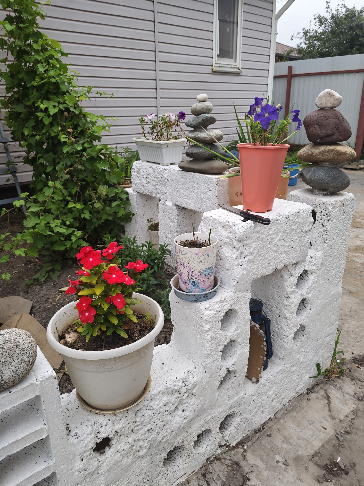 This is an outdoor scene, likely a backyard or garden area, situated in Rostov-on-Don, Russia. The focal point is a white, rough-textured, cinder block structure that appears to be an improvised garden shelf or decorative element. This structure has several openings and ledges.
On the left side of the structure, a white pot holds a cluster of bright red flowers with green leaves. To the left of this pot, a large, speckled, gray rock rests on the ground. Behind the red flowers, a large, leafy green vine is growing upwards, some of its tendrils reaching onto a silver ladder.
The cinder block structure itself has several items placed upon its surfaces. On a top ledge of the structure, a pink pot contains vibrant purple flowers. Next to this pink pot, there are stacks of smooth, rounded stones, forming cairns. One cairn has at least five stones, and another has at least three, with a larger dark brown stone at its base. A knife with a black handle rests on the structure near the pink pot.
Further to the right on the structure, a smaller pot with a decorative pattern contains some greenery. Beneath this pot, one of the openings in the cinder block structure reveals a blue kerosene lamp.
In the background, a light gray, horizontally sided building is visible. It has a single, vertical window with a white frame. A white fence runs across the far background, with some trees and vegetation beyond it. The ground is covered with a mixture of dirt, gravel, and concrete. The overall impression is of a slightly overgrown, rustic outdoor space decorated with natural elements and potted plants.