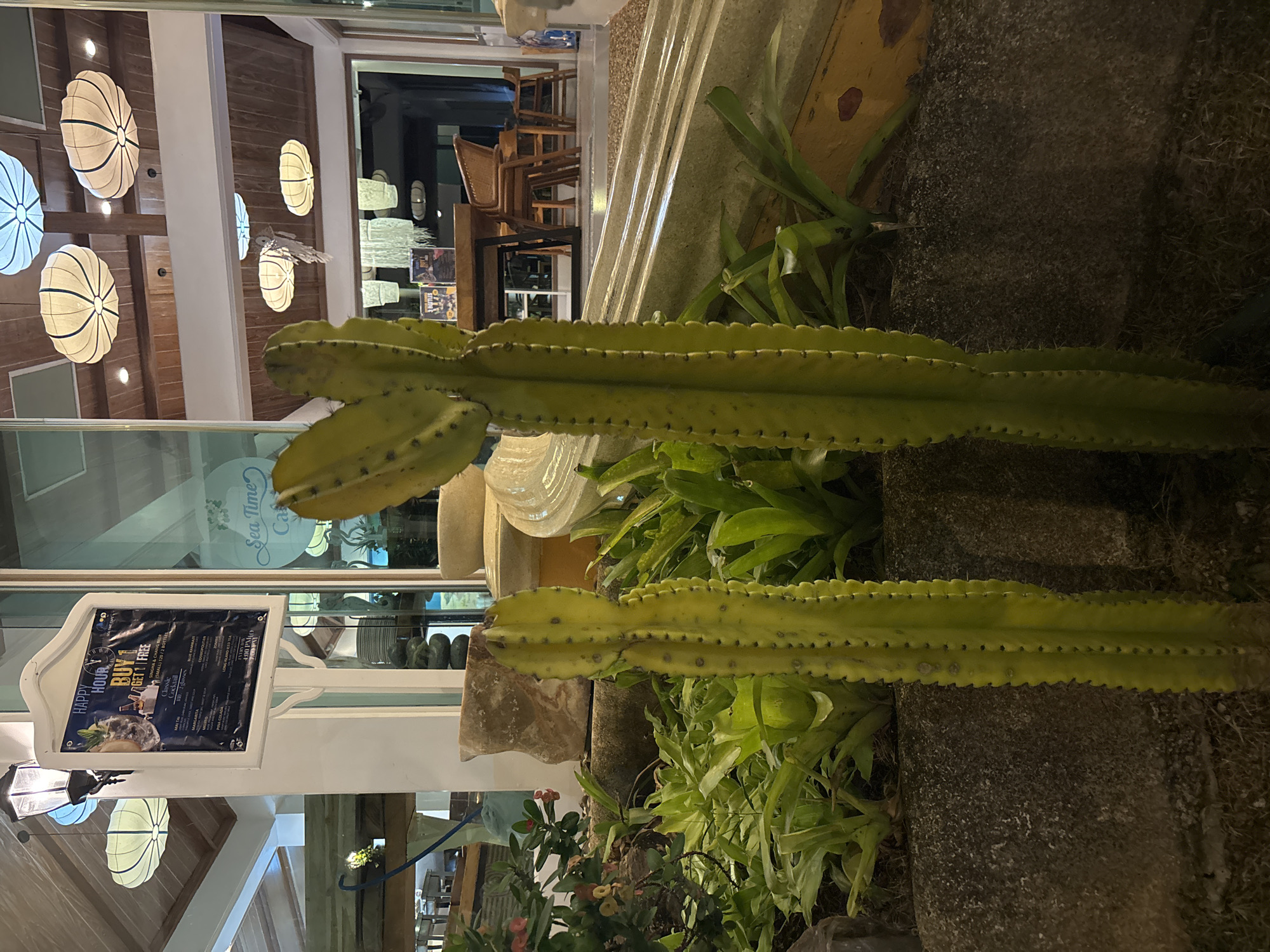 The image depicts an outdoor seating area at the Sea Time Cafe in Chalong, Thailand. In the foreground, two tall, green cacti stand prominently, with a lush bed of smaller green plants surrounding their base. The cacti are illuminated by ambient lighting, casting faint shadows. Behind the cacti, the cafe's interior is visible through large glass doors, revealing wooden tables and chairs, with stacks of menus on a table. The cafe's ceiling is adorned with numerous round, lantern-style lights. A sign for "HAPPY HOUR BUY 1 GET 1 FREE" is displayed on a white post to the left of the cacti, featuring a picture of a cocktail. The overall atmosphere appears to be evening, with artificial lighting creating a warm glow.