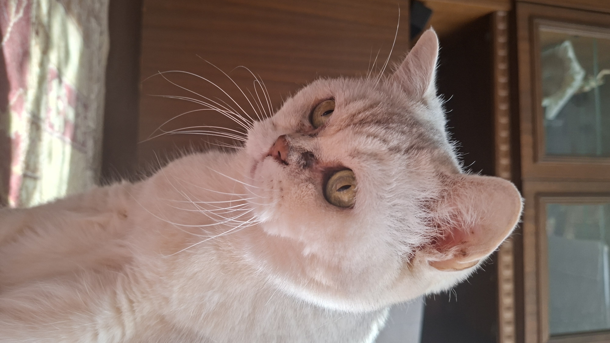 A close-up, slightly tilted shot depicts a light-colored cat with greyish-white fur. The cat has large, round, yellow-green eyes and long, white whiskers. It is looking upwards, tilting its head to the side. The background includes a wooden surface. The location is unknown, as only the administrative unit Забалоцкі сельскі Савет, Belarus is provided which only indicates a general area.