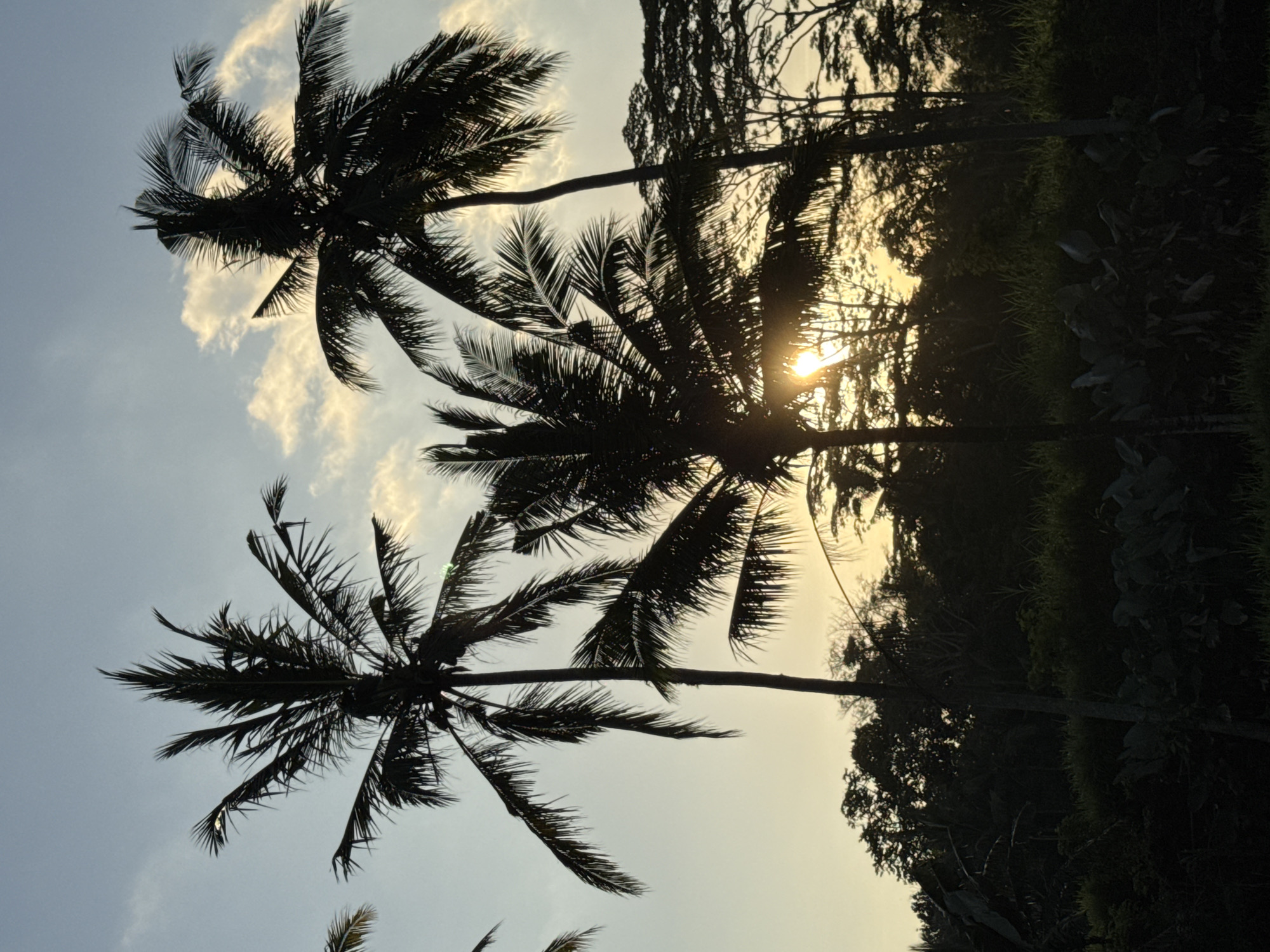 This is a vertical, silhouette photograph of palm trees against a sky with a gradient of blue and yellow at sunset. The sun is visible behind the fronds of the palm trees, creating a sunburst effect. The foreground is dark and shows lush vegetation, including broad leaves and tall grass. The background reveals a dense canopy of trees and the sky above is scattered with white clouds that are illuminated by the setting sun. The overall impression is one of a tropical, serene landscape. This scene is typical of the natural beauty found in the Ubud District of Indonesia, known for its rice paddies, tropical forests, and vibrant cultural life.