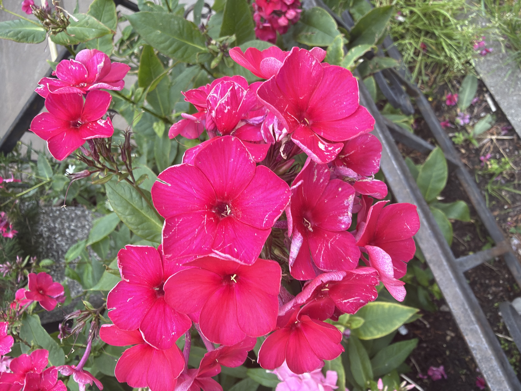 A close-up shot showcases a cluster of vibrant pink phlox flowers in bloom, their petals displaying subtle white markings. The flowers are densely packed, creating a rich visual texture. Green leaves form a lush backdrop, interspersed with dark, woody stems. In the lower portion of the image, a section of a dark metal railing runs horizontally, suggesting the flowers are planted near a boundary. Beyond the railing, the ground is covered with dark soil, scattered with fallen petals and some blades of grass. The scene appears to be outdoors, possibly in a garden or park setting. The location is not identifiable from the image alone.