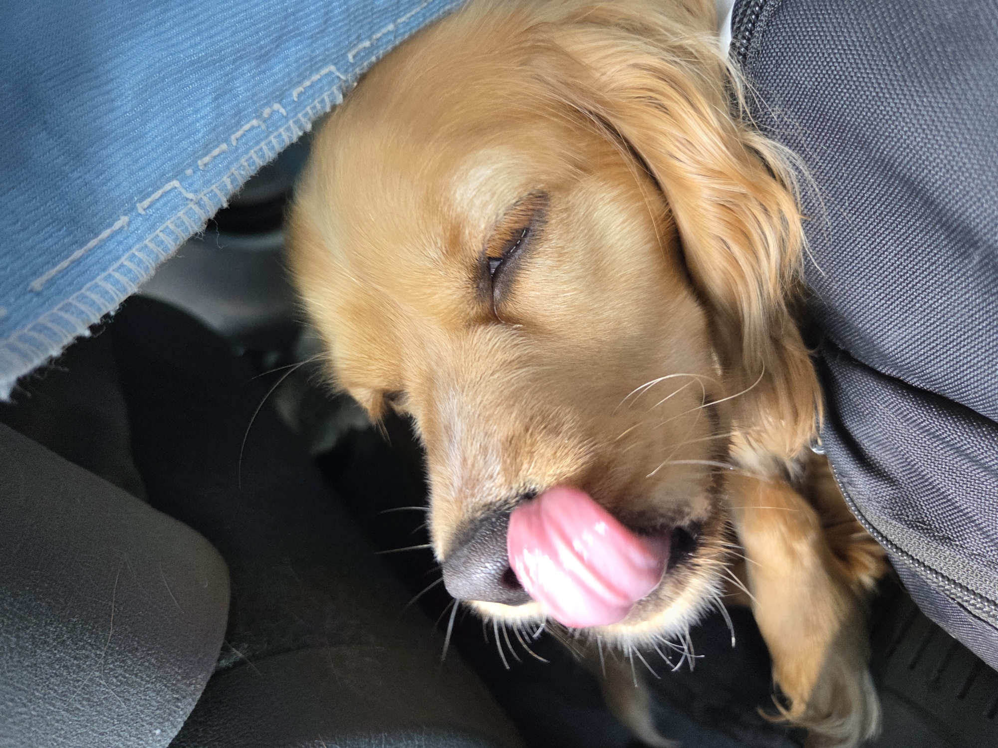A close-up shot features a golden retriever puppy lying down, possibly sleeping. Its eyes are mostly closed, and its tongue is sticking out. The puppy appears to be positioned in a confined space, possibly in a car or nestled between objects. Blue denim fabric is visible on the left side, and a dark, textured material that could be a bag or seat is on the right. There are no visible people or identifying landmarks to confirm the location as Leshnitsa, Bulgaria.