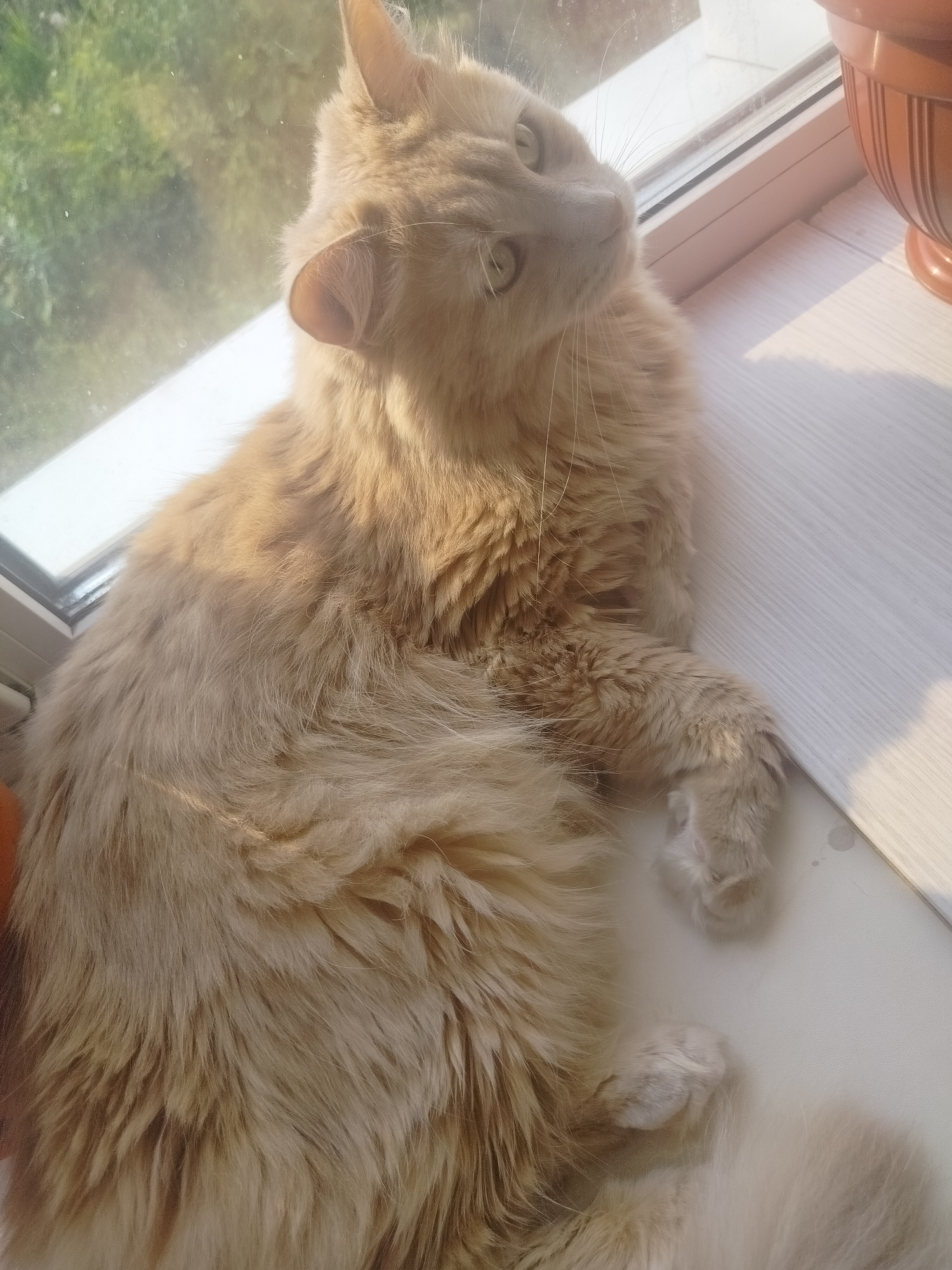A fluffy, light orange cat is lying on a white, wooden windowsill. The cat is looking up and to the right, with its eyes partially closed. Sunlight is streaming in from the left, casting shadows on the windowsill. In the background, through the window, is a blurry view of green foliage. To the right of the cat is a brown ceramic pot. The image was taken in Yashkino, Russia.