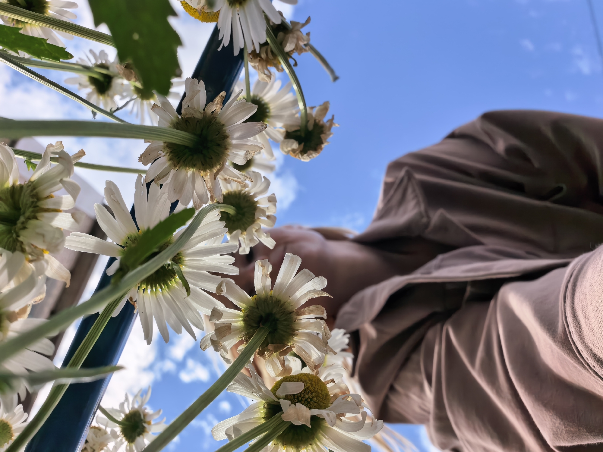 This low-angle, close-up shot features a cluster of white daisies with yellow centers, viewed from beneath. The flowers are in the foreground, their green stems and white petals dominating the lower half of the frame. Some petals are slightly wilted or torn, suggesting they may not be freshly picked. Behind the flowers, a person is visible, their face out of focus and their head tilted downwards. They are wearing a muted brown or tan shirt, the fabric of which is draped and creased.
The background is a bright blue sky with scattered white clouds, indicating a clear and sunny day, likely daytime. The overall impression is one of a person looking down through a bouquet of flowers, perhaps in an outdoor setting. The image was taken in Sterlitamak, Russia. There is no visible text in the image.
