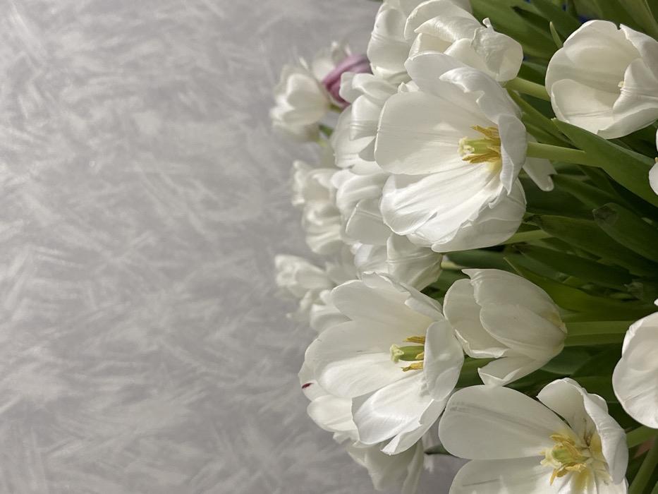 A close-up image displays a dense bouquet of white tulips arranged against a light gray, textured wall in Nekrasovskiy, Russia. The majority of the tulips are white, with several blooms partially or fully open, revealing their yellow-green pistils and stamens. Green stems are visible beneath the flower heads. A small, faint red mark is present on a petal of a white tulip in the upper left portion of the bouquet. A single purple or pink tulip is partially obscured within the white blooms towards the upper right. The background wall exhibits an irregular, light-toned pattern suggestive of abstract brushstrokes or frost. No individuals are present in the scene.