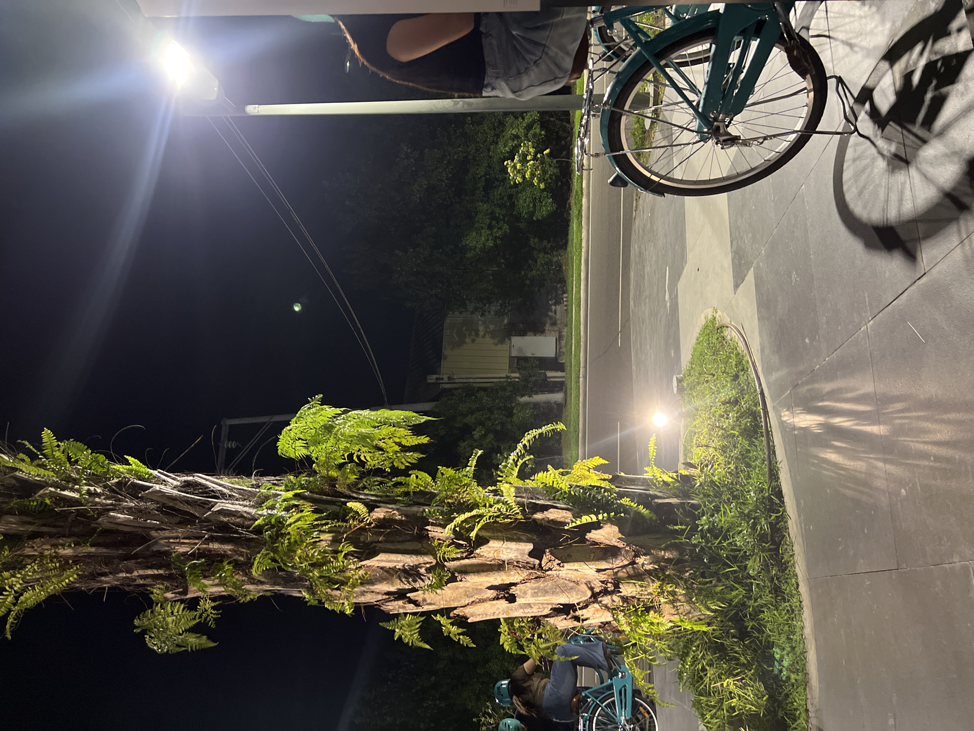 This nighttime image, captured in Davao City, Philippines, showcases a serene urban street scene characterized by lush greenery and artificial illumination.
The dominant feature in the foreground and mid-ground is a massive tree trunk, likely a palm, covered extensively with vibrant green ferns and other foliage. These plants are brightly highlighted by the surrounding lights, creating a striking contrast against the dark background.
Two teal-colored bicycles are prominent. One, possibly a folding bike, is positioned in the lower left corner, next to which a person is partially visible, appearing to be seated or standing. They are clad in dark attire and light-colored shorts or jeans. The other bicycle's front wheel, frame, and a front basket are visible in the upper right. A sharp, intricate shadow of this bicycle's wheel and spokes is distinctly cast upon the dark gray paved surface to its right, indicating a strong light source.
The ground on the right side of the image consists of dark gray paved tiles or concrete, with a narrow, curved strip of green grass and small plants running along its edge. The scene is illuminated by two bright streetlights. One, located towards the top left, emits a powerful glare with a notable lens flare, brightening the upper section of the tree and the dark sky. Another, less intense streetlight is visible on the right side, casting light onto the green median.
In the background, a dark asphalt road with faint white lane markings is visible, bordered by dimly lit trees and indistinct distant buildings. The overall ambiance suggests a peaceful evening, possibly a leisurely pause during a bike ride, in a well-maintained, green urban environment. No visible text is present in the image.