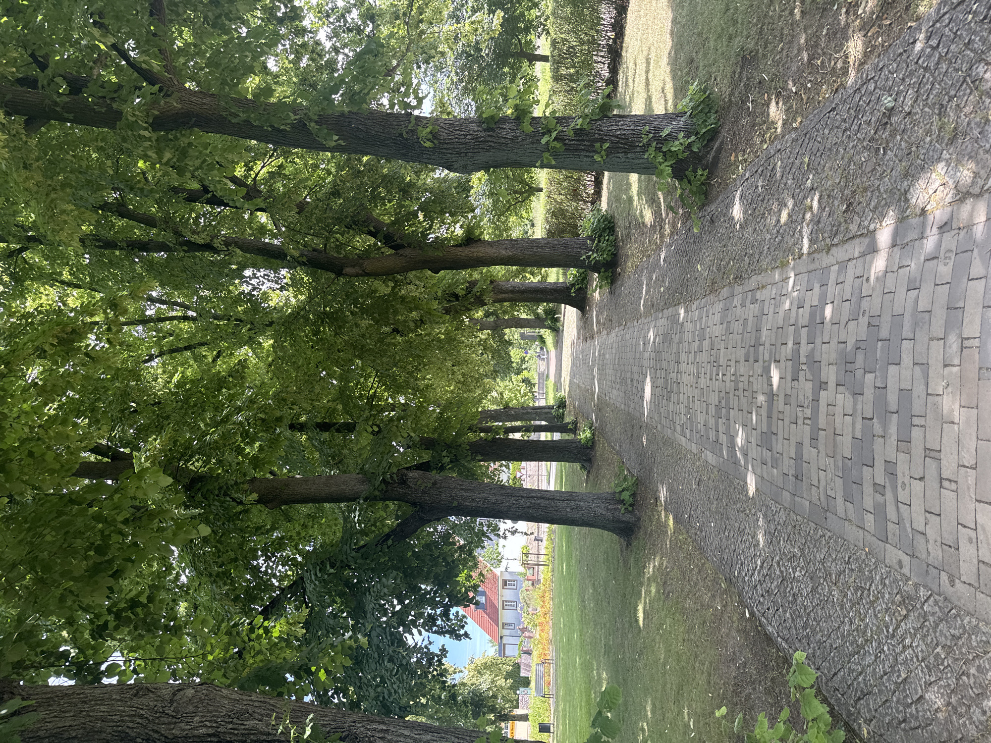 The image depicts a tree-lined path with a paved walkway. The trees are tall and mature, with lush green foliage, casting dappled shadows on the ground. The path is bordered by a low, stone wall on one side and a grassy area on the other, which slopes gently upwards. The walkway itself is made of gray bricks laid in a repeating pattern. In the background, a few buildings with red-tiled roofs are visible, suggesting a village or town setting. There is no visible text in the image. The lighting suggests it is daytime, likely morning or afternoon, with clear, sunny weather. The overall mood is peaceful and serene, evoking a sense of tranquility and natural beauty. The scene is static, with no people or active events taking place.