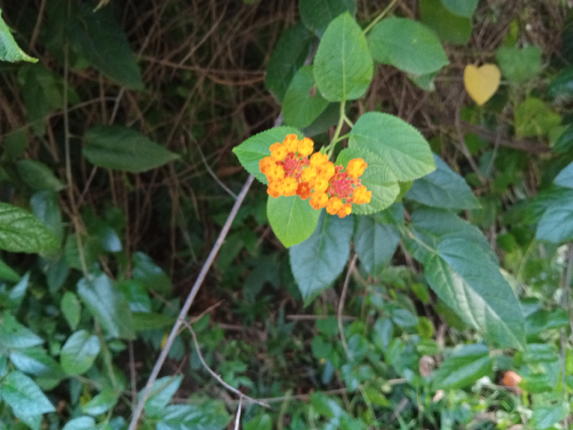 A close-up, eye-level shot shows two clusters of bright orange and pink flowers with green leaves in Uteunbunta, Indonesia. The flowers are in focus, while the background of twigs and other green leaves is blurred. A single yellow heart-shaped leaf is visible in the upper right corner of the image. The lighting is natural and appears to be daylight.