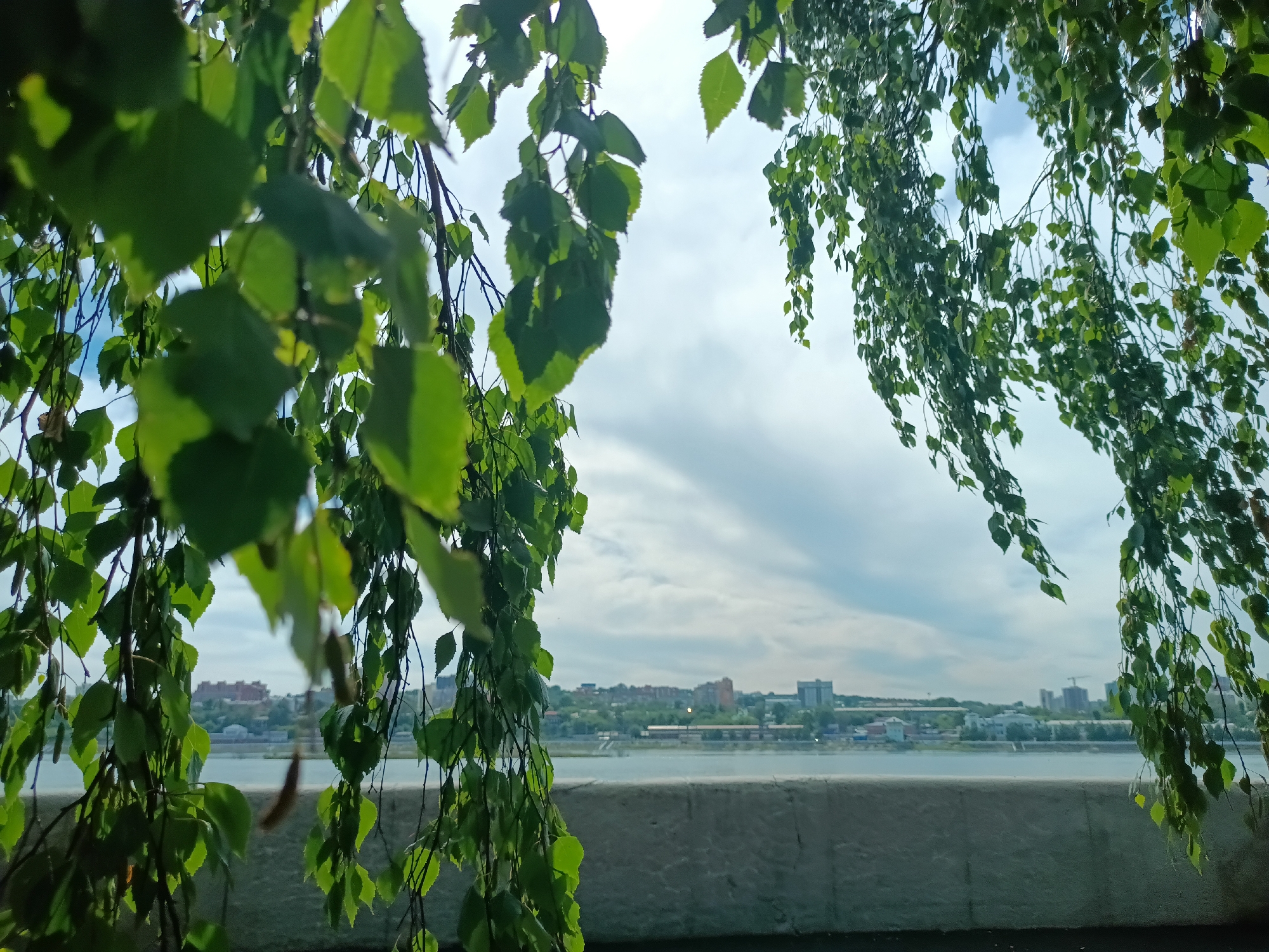 The image captures a view of the Angara River and the city of Irkutsk, Russia, framed by the hanging branches of a tree, likely a birch, with its green leaves partially obscuring the scene. The foreground features a concrete embankment or wall, with the dark asphalt or ground beneath it visible. Beyond this, the wide, calm waters of the Angara River stretch out, reflecting the overcast sky. In the distance, the cityscape of Irkutsk unfolds, with a mix of residential buildings and possibly some industrial structures visible along the riverbank. The sky is a pale blue with scattered, wispy clouds, suggesting a partly cloudy day. There are no people or animals present in the image. The overall impression is one of a tranquil urban landscape viewed from a natural vantage point.