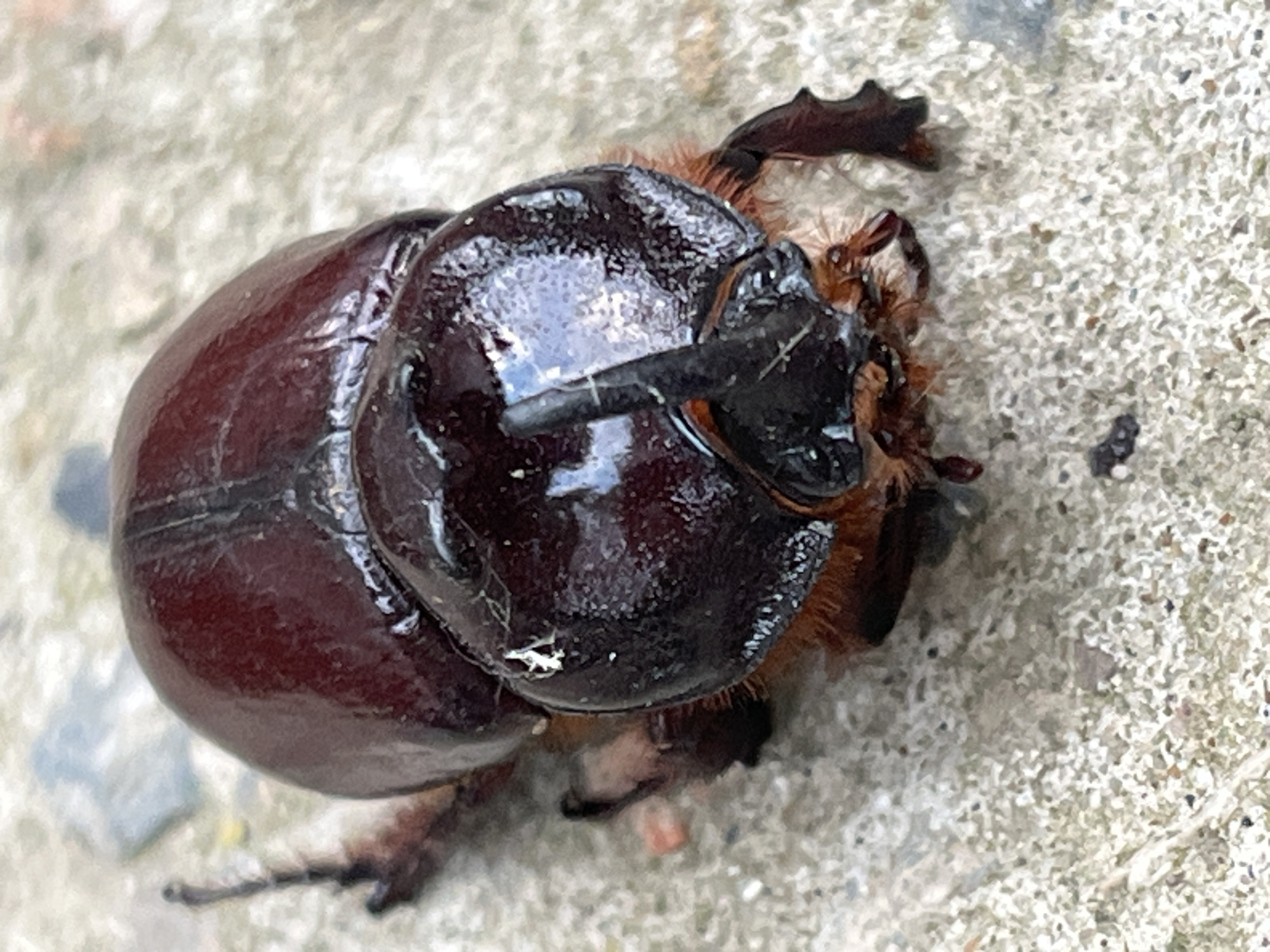 A dark brown rhinoceros beetle with a prominent horn is positioned on a concrete surface. The beetle's exoskeleton is glossy and reflects light. It has several visible legs and fuzzy reddish-brown hair around its head and thorax. The background consists of the textured concrete, with some scattered small stones or debris. The image appears to be a close-up, naturalistic shot of the insect. There is no indication of any specific location within Krasnyye Barrikady, Russia, as the scene is limited to the beetle and its immediate surroundings. No people or specific city elements are visible.