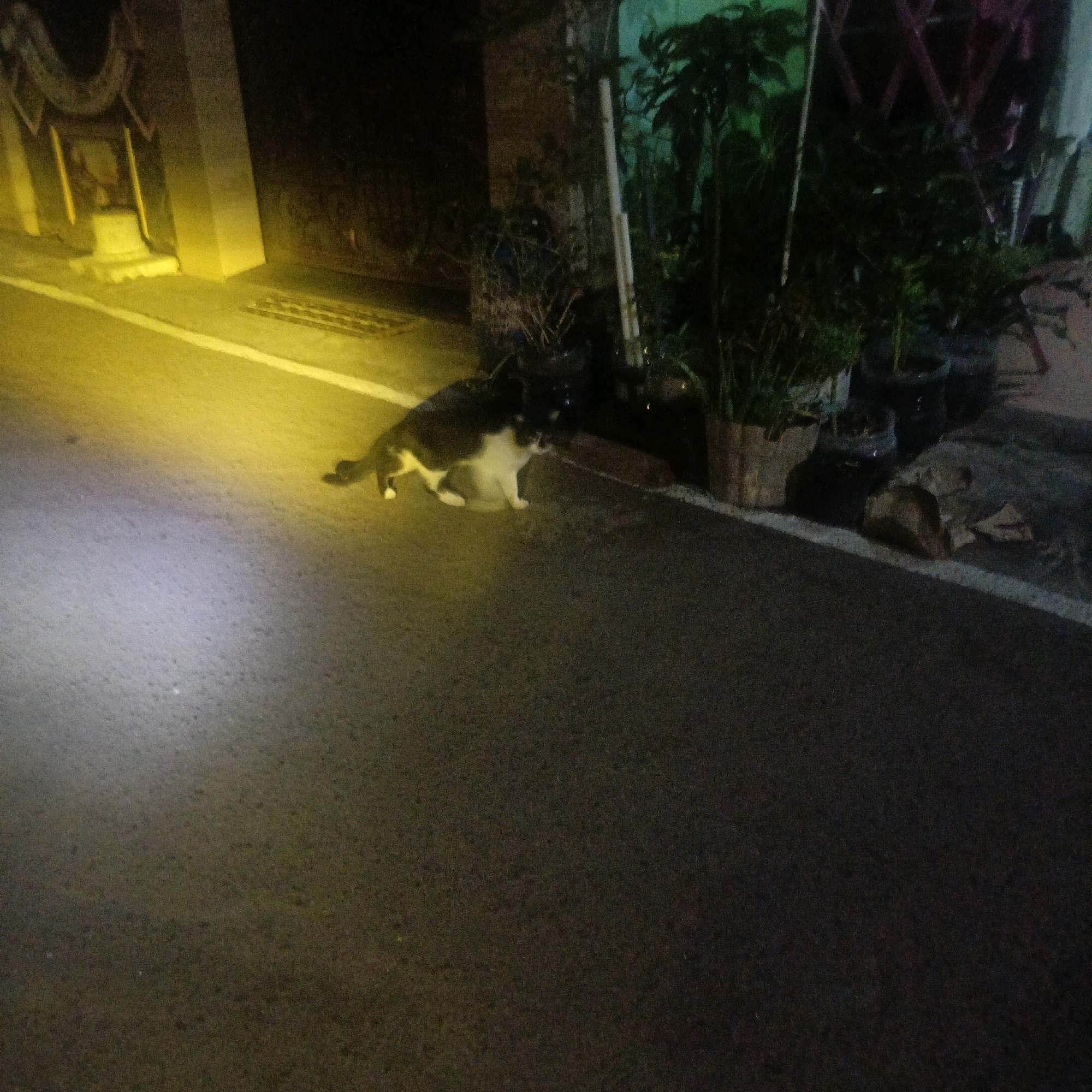 A black and white cat is lying on its side on an asphalt road at night. The cat appears to be in a relaxed or possibly injured state. The road is illuminated by a yellow light source, casting a strong glow on the left side of the image and a softer light on the cat. There are potted plants and some debris on the right side of the road, near a wall. The background is dark and out of focus, with hints of structures and vegetation. The scene is likely a quiet street or alleyway in the city of Salatiga, Indonesia, based on the typical urban and residential environments found there.