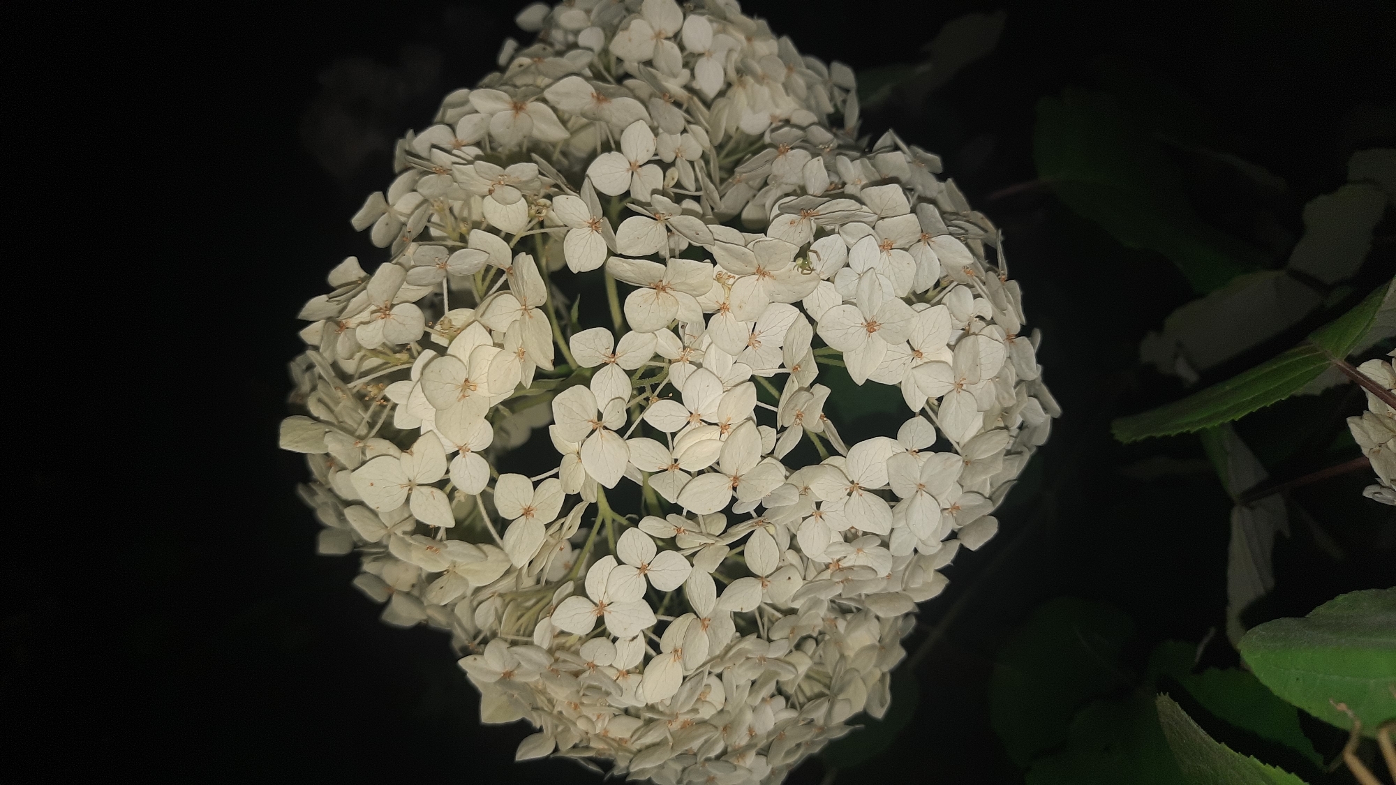 A close-up, vertical shot focuses on a dense cluster of white hydrangea flowers against a dark, out-of-focus background. The blooms are tightly packed, forming a rounded, textured sphere. Each individual flower has four delicate petals, and hints of their central pistils are visible. The lighting is dim, highlighting the soft texture of the petals and creating subtle shadows within the bloom. In the lower left and right corners, out-of-focus green leaves are visible, suggesting the flowers are part of a larger plant. The overall mood is serene and natural, with the dark background emphasizing the brightness and detail of the flowers. The image does not contain any elements that can be used to determine its location within the city of Шклоў, Belarus.