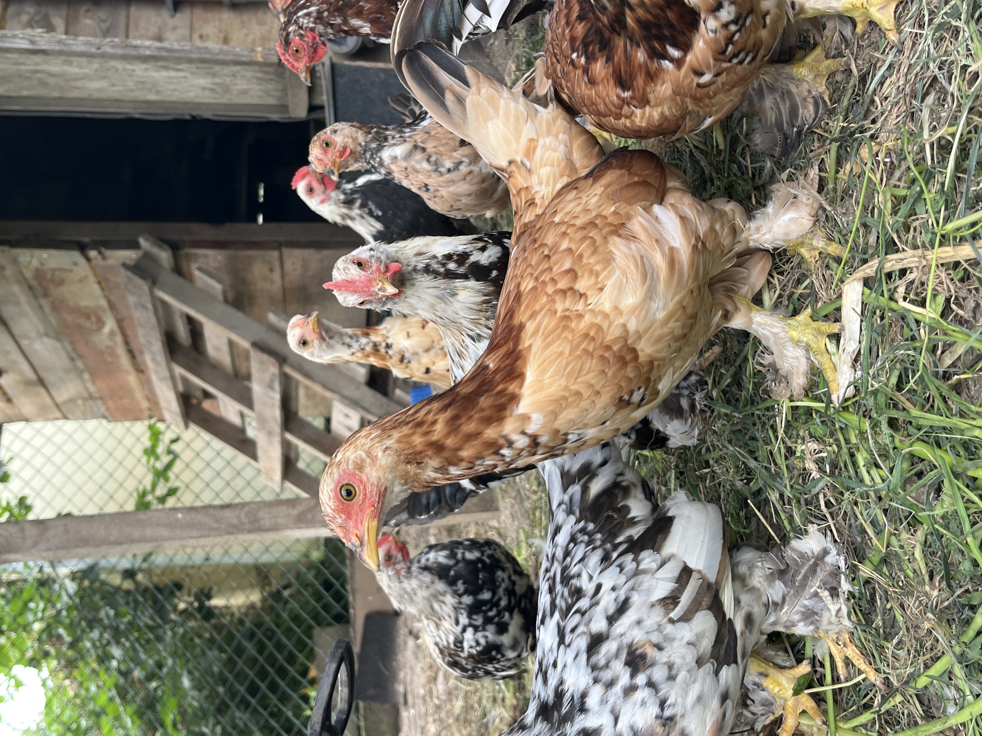 In Psebai, Russia, a group of chickens are gathered on a grassy area in front of a rustic wooden structure. The chickens exhibit a variety of feather patterns, with some being brown and tan, while others have black and white markings. Several of the chickens have feathered legs and yellow feet. In the background, a ladder leans against the wooden structure, which appears to be a coop or shed. Green foliage and a chain-link fence are also visible in the background. The lighting suggests it is daytime.