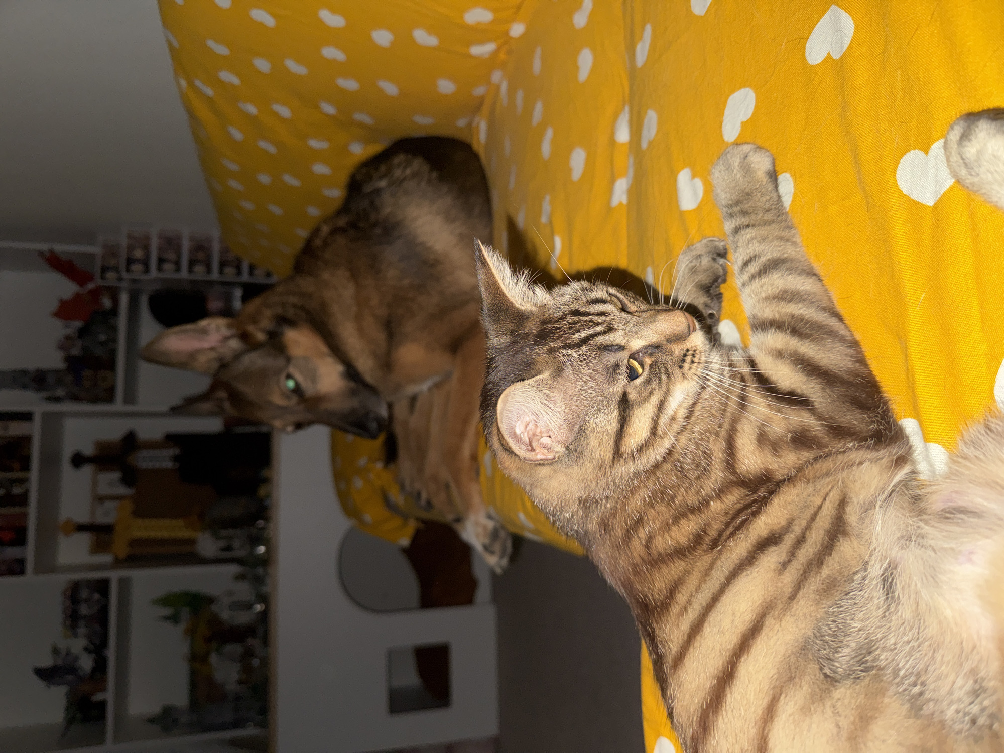 The image captures two domestic animals, a cat and a dog, resting on a yellow blanket adorned with white hearts. The cat, a tabby with distinct stripes, is in the foreground, its body partially visible and its paw extended. Its gaze is directed downwards and to the right, with its eyes partially closed. The dog, a medium-sized breed with brown fur, is positioned behind the cat, lying down with its head resting on the blanket. Its eyes are open and appear to be looking towards the left side of the frame. The background is blurred, showing shelves filled with various items, suggesting an indoor setting, possibly a living room or bedroom. The overall lighting is dim, creating a cozy atmosphere. There is no indication of the location being specifically in Bila Tserkva, Ukraine, as there are no discernible landmarks or contextual clues to support this claim. The scene is static, with both animals appearing relaxed.