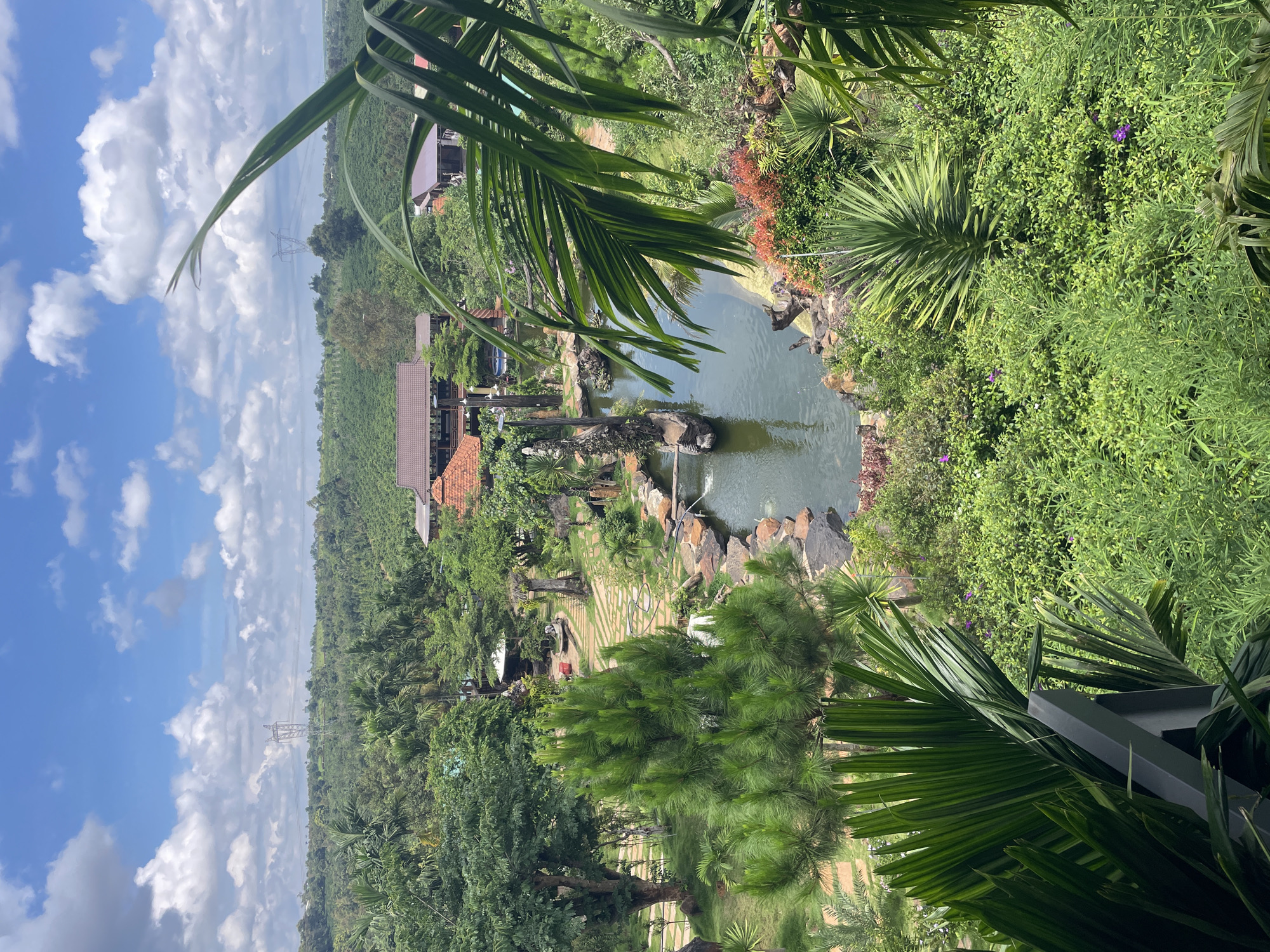 The image captures an expansive, elevated view of a meticulously landscaped resort or park area located in Chư Sê, Vietnam, under a bright, partly cloudy sky. The scene is devoid of visible people.
The upper third of the image is dominated by a vibrant blue sky filled with numerous white cumulus clouds. Below the sky, the distant horizon reveals rolling green hills covered in dense vegetation, likely cultivated land, possibly coffee plantations common in the region. Two prominent lattice-structure power line towers stand on the distant hilltops.
The mid-ground features several buildings with brown or terracotta-tiled roofs, nestled among lush green trees, suggesting a village or resort complex. Leading into the foreground, a large, irregularly shaped pond with dark green water serves as a central feature. The pond's edges are lined with natural rocks, and a small waterfall is visible on its left side, feeding water into the main body. Several decorative elements, including what appear to be carved wooden logs or stumps, are strategically placed within and around the pond.
Winding pathways made of light-colored pavers snake through well-manicured grassy areas. The landscape is rich with diverse plant life: a large, conical evergreen tree (resembling a pine) stands prominently to the left of the pond, surrounded by various palm trees, broadleaf trees, and dense shrubs. Some shrubs display reddish foliage, while others have small purple blossoms.
The immediate foreground is framed by large, dark green palm fronds on the right and lower left, suggesting the photograph was taken from an elevated vantage point, such as a balcony or terrace, overlooking the scene.