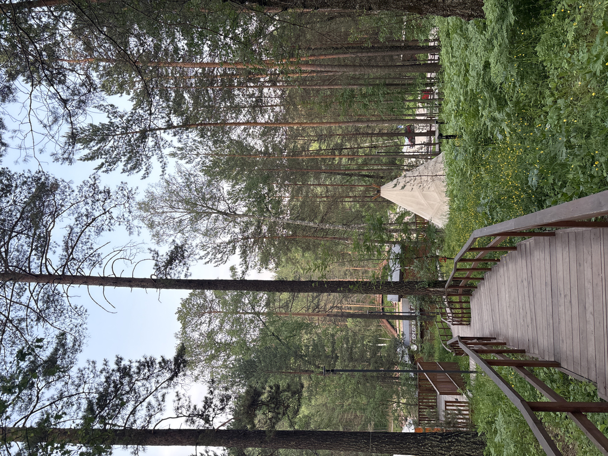 The image depicts a serene forest scene at the "Serebryanyy Lor" (Silver Horn) park in Krasnoyarsk, Russia. A wooden boardwalk winds through a dense pine forest, leading towards a cluster of buildings visible in the background. To the right of the boardwalk, a white teepee stands amongst lush green foliage dotted with small yellow flowers. The sky is overcast, and the overall atmosphere is tranquil and natural. There are no people visible in the frame, and the scene suggests a peaceful retreat within a natural environment.